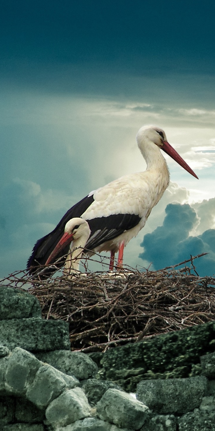 Download mobile wallpaper Nature, Birds, Bird, Animal, Cloud, Nest, Stork, White Stork for free.