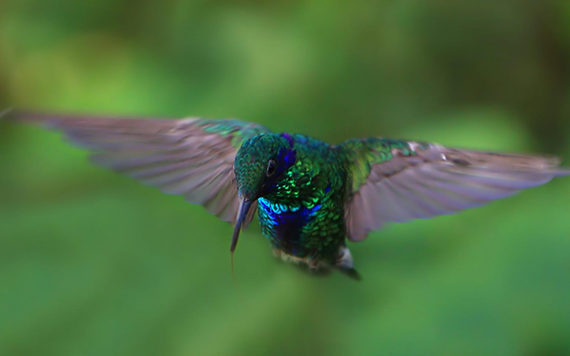 Téléchargez gratuitement l'image Animaux, Des Oiseaux, Colibri sur le bureau de votre PC