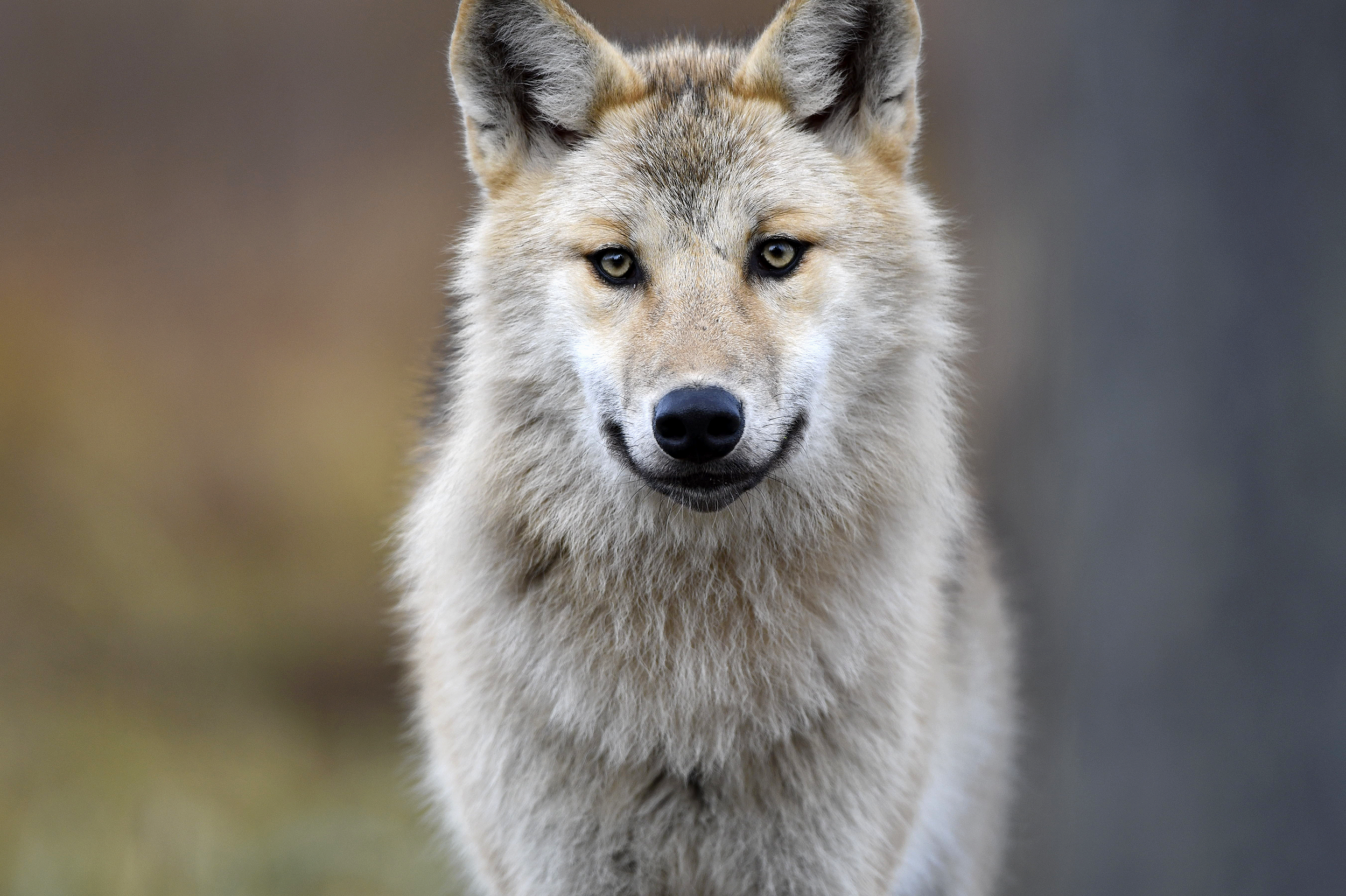 475395 Bild herunterladen tiere, grauer wolf, nahansicht, wolves - Hintergrundbilder und Bildschirmschoner kostenlos