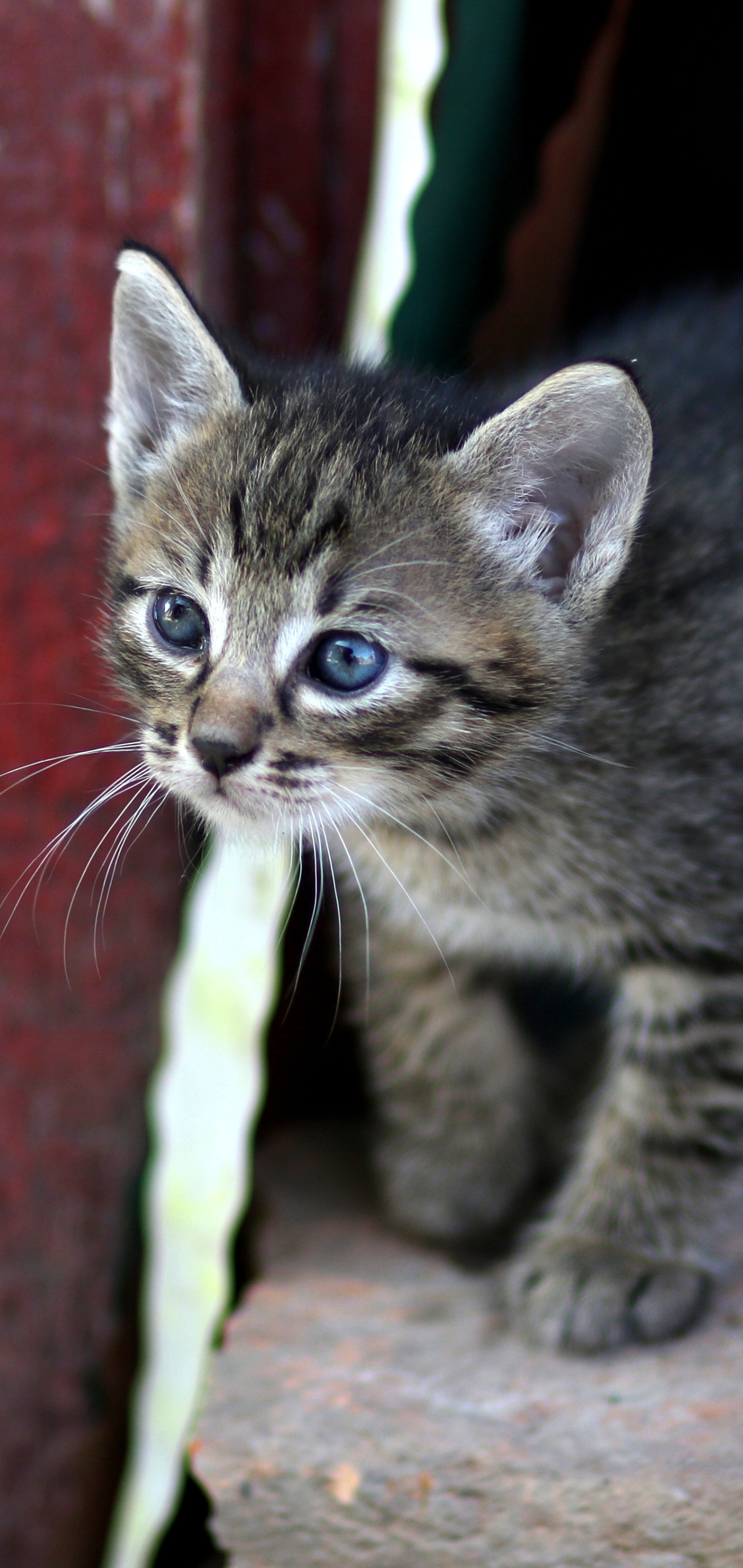 Baixe gratuitamente a imagem Animais, Gatos, Gato na área de trabalho do seu PC