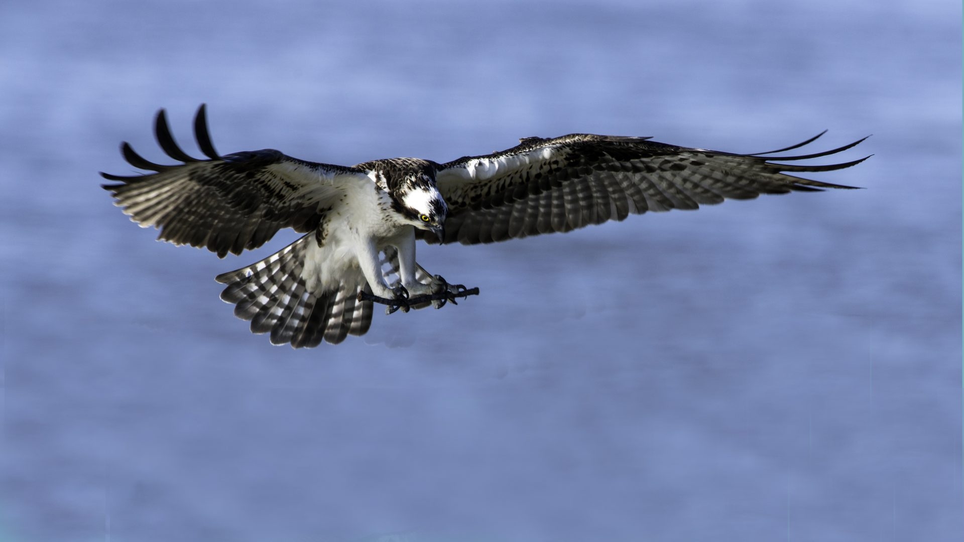486190 Hintergrundbild herunterladen tiere, fischadler, vogel, flug, flügel, vögel - Bildschirmschoner und Bilder kostenlos