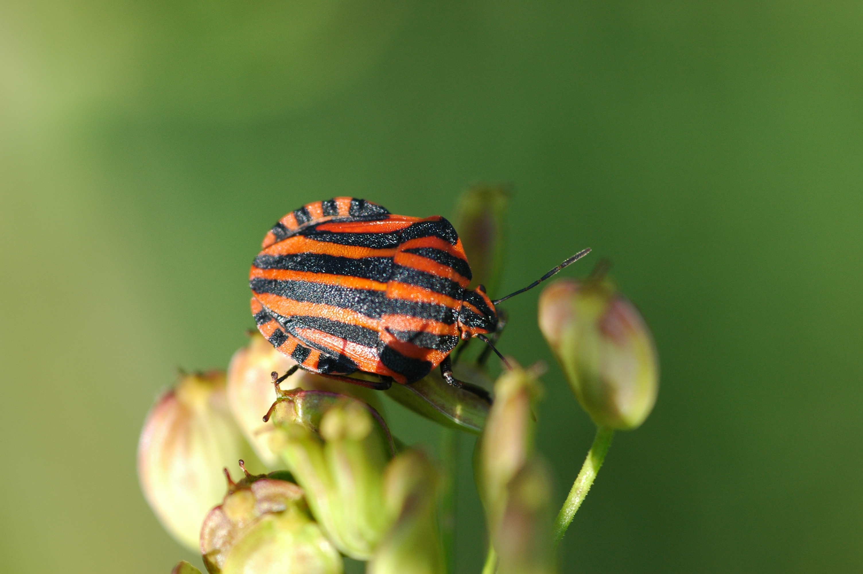 Descarga gratuita de fondo de pantalla para móvil de Animales, Insecto.