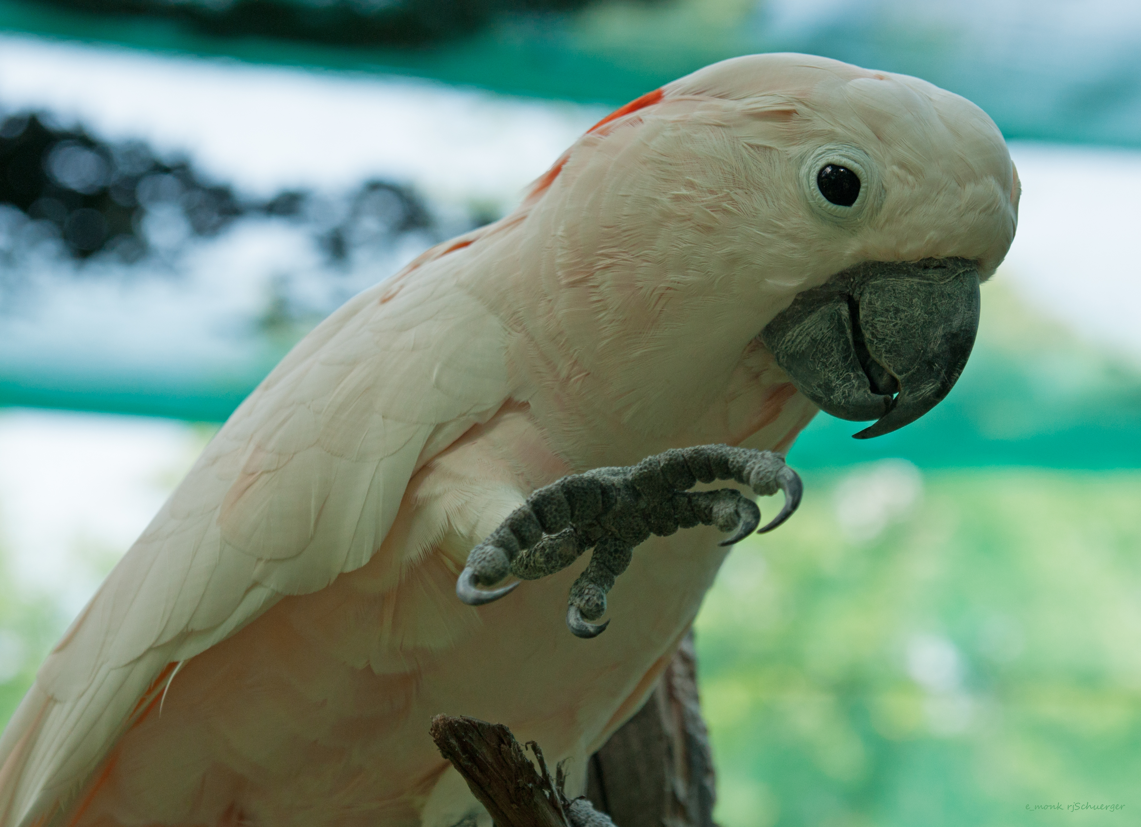 Die besten Kakadu Mit Lachshaube-Hintergründe für den Telefonbildschirm