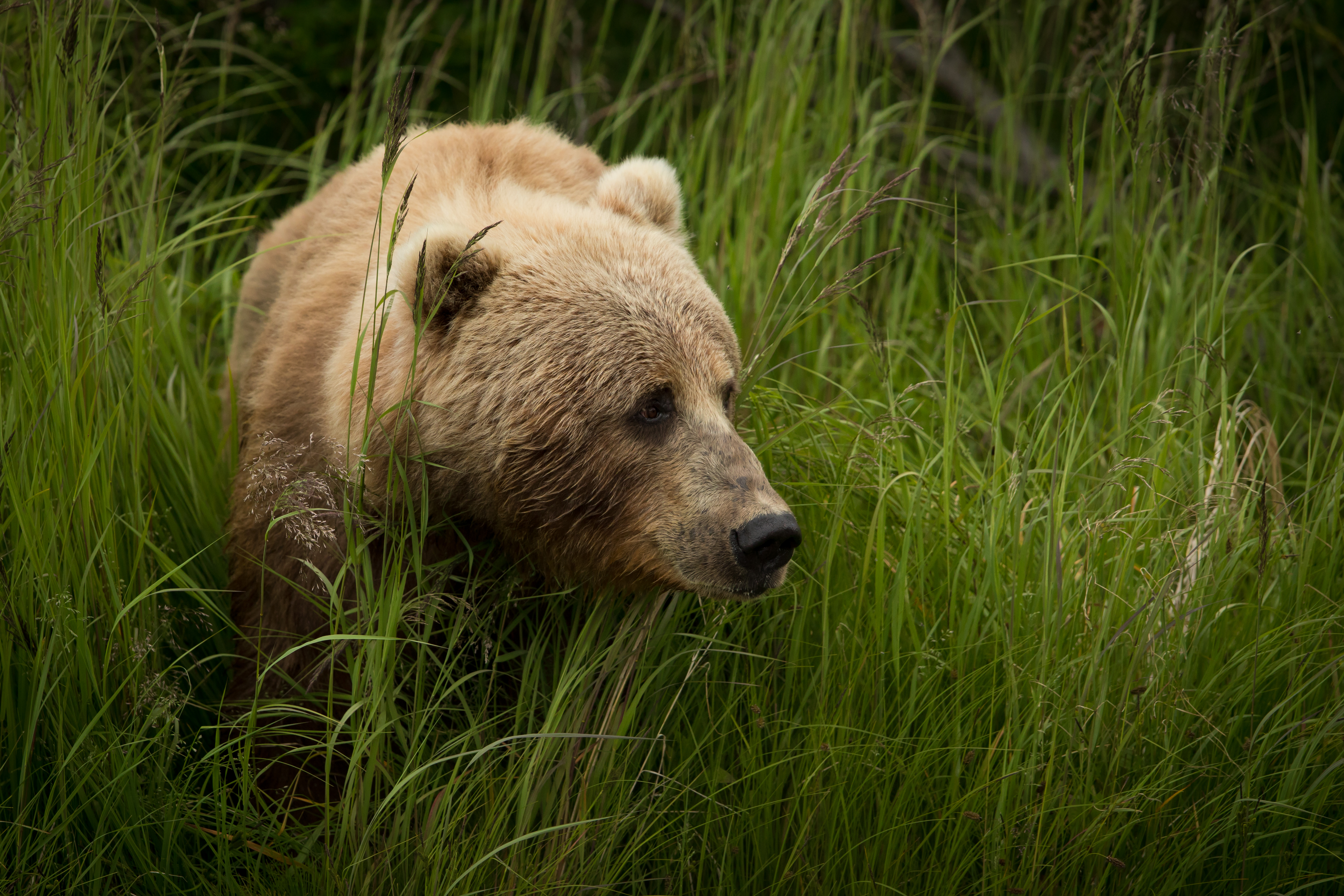 138315 descargar fondo de pantalla animales, hierba, marrón, soportar, oso, depredador: protectores de pantalla e imágenes gratis