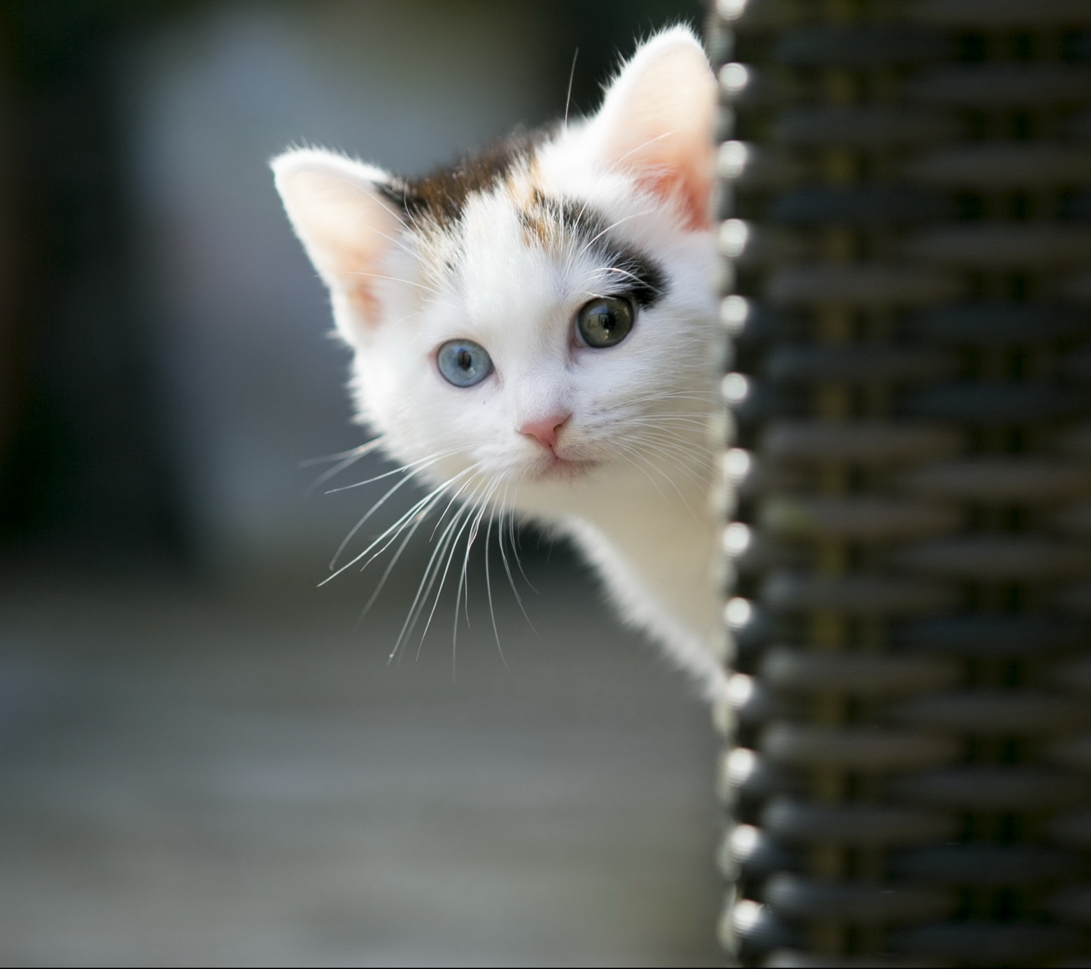 Handy-Wallpaper Tiere, Katzen, Katze kostenlos herunterladen.