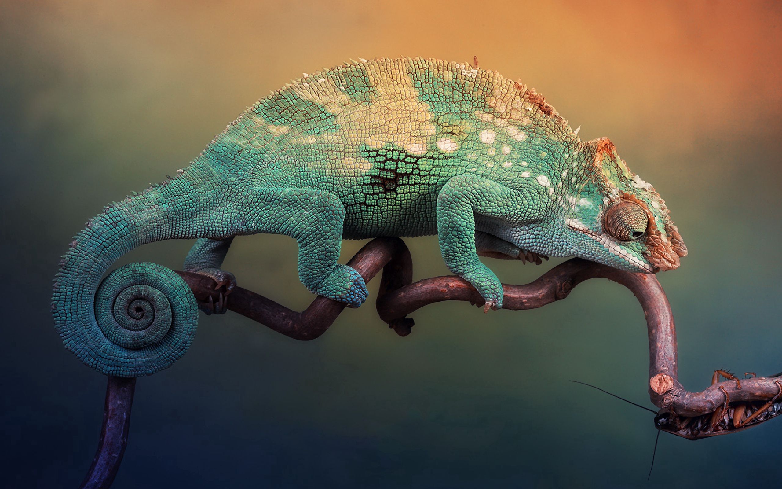 Download mobile wallpaper Branch, Sit, Animals, Beautiful, Chameleon, Lizard for free.