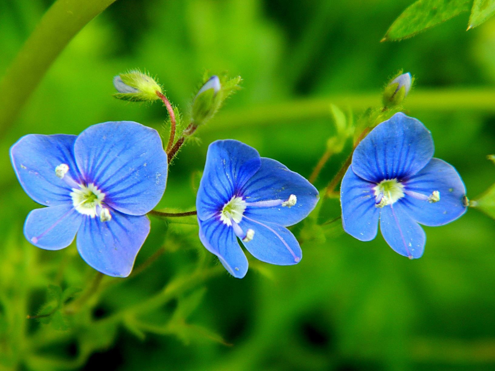 Скачать картинку Цветок, Растение, Зеленый, Земля/природа, Синий Цветок, Флауэрсы в телефон бесплатно.