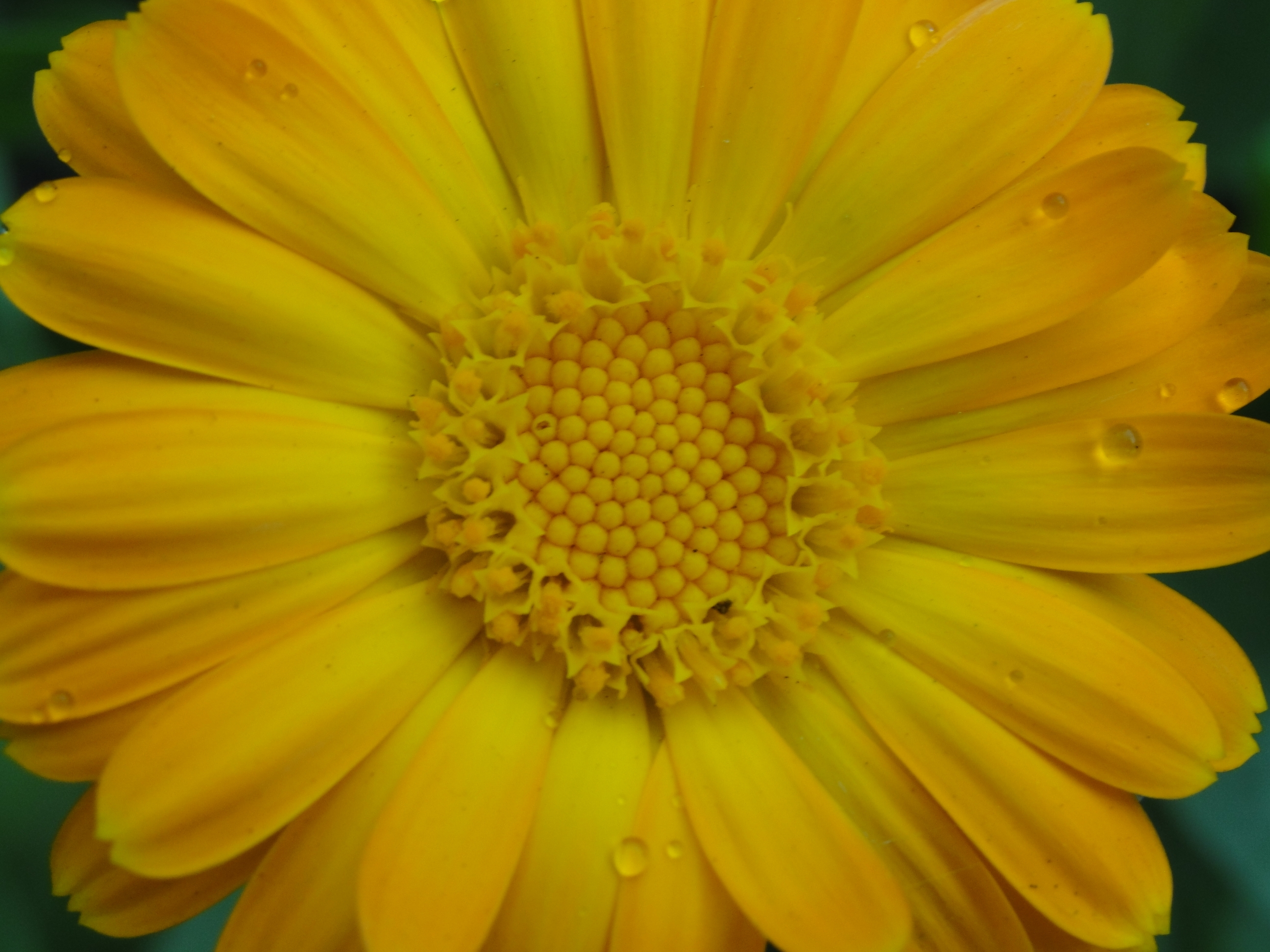 83735 descargar fondo de pantalla drops, flor, macro, pétalos, polen: protectores de pantalla e imágenes gratis