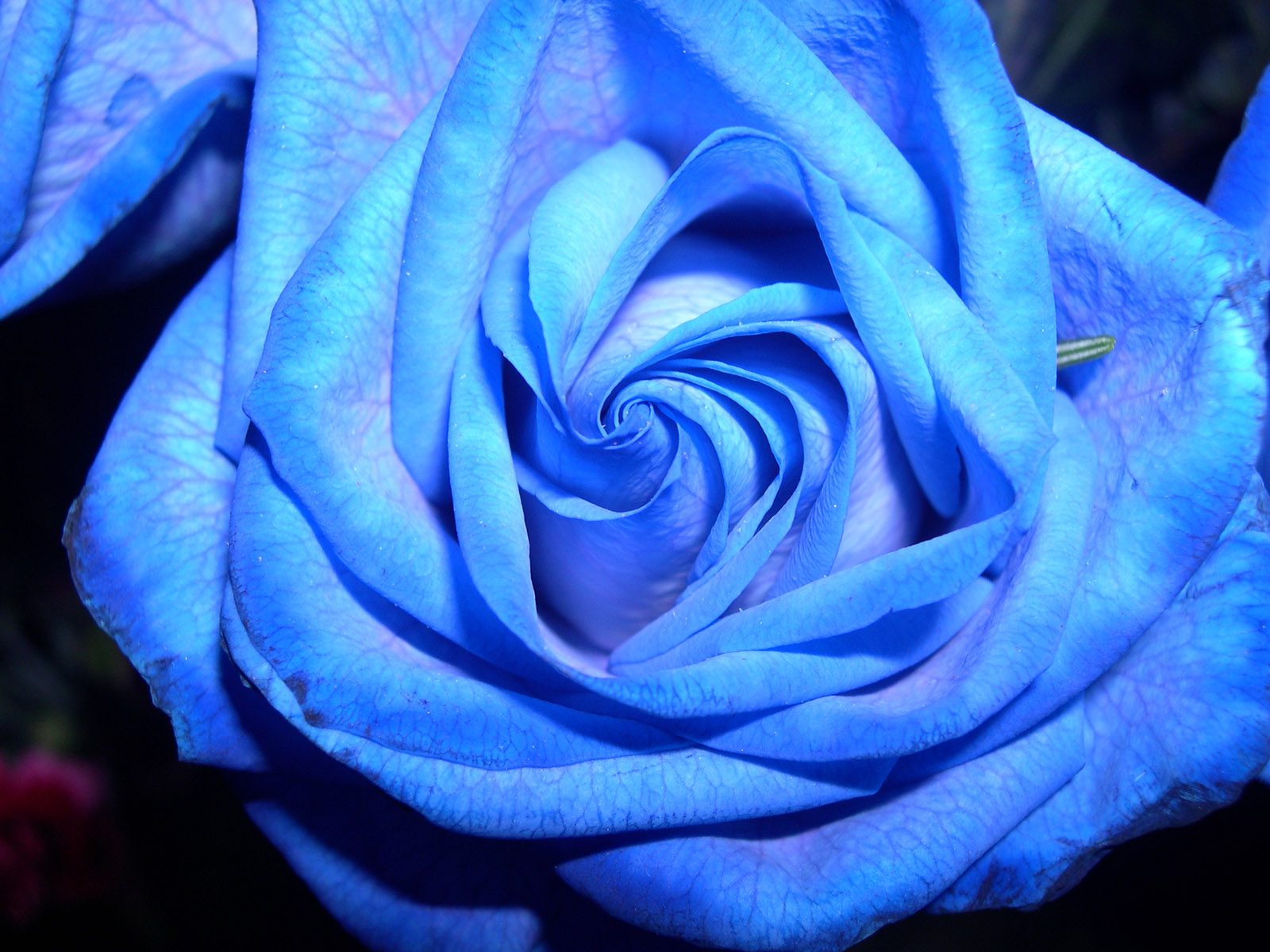 Download mobile wallpaper Nature, Flowers, Flower, Rose, Close Up, Earth, Blue Flower for free.