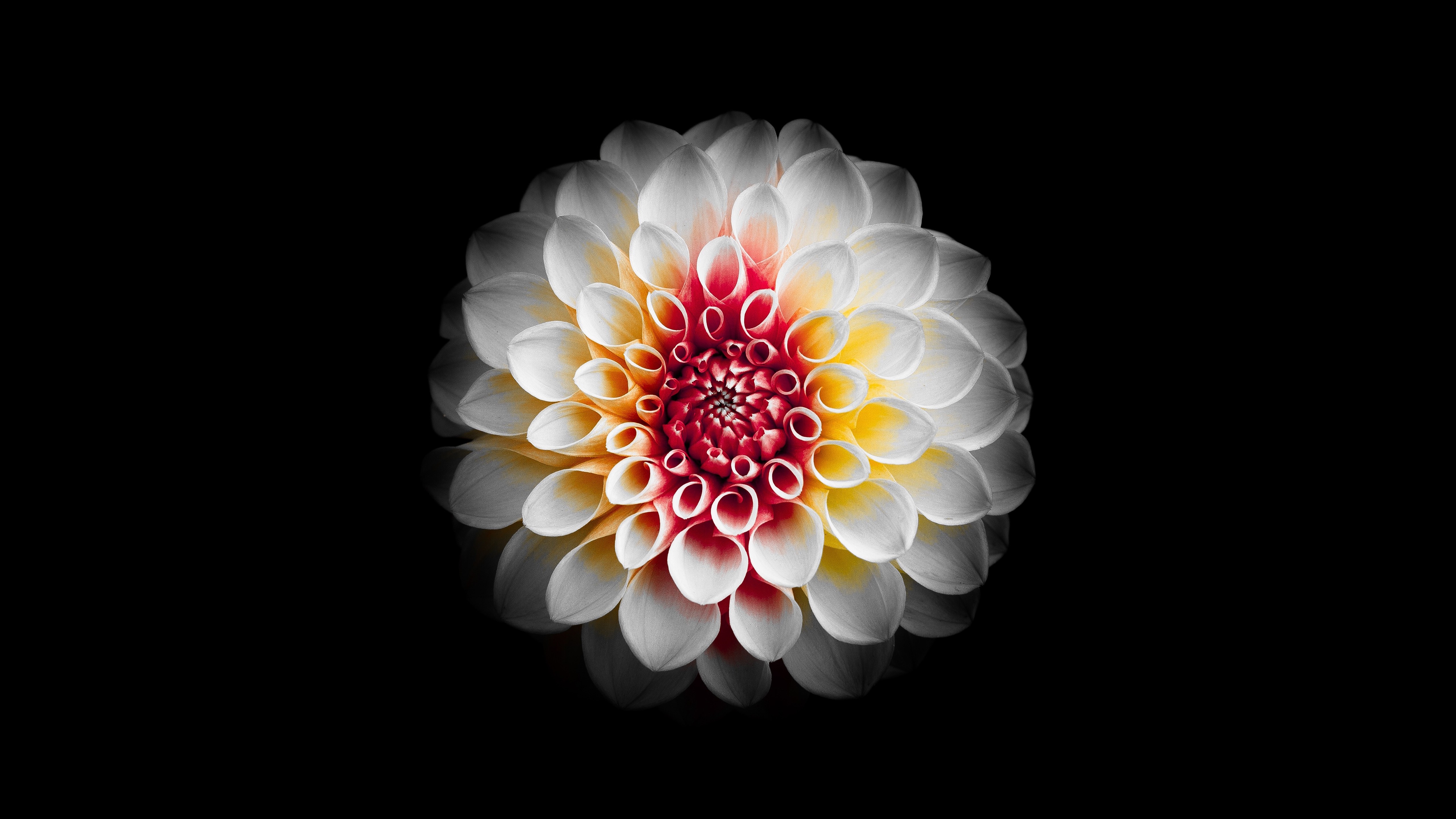 Download mobile wallpaper Flowers, Flower, Earth, Dahlia, White Flower for free.