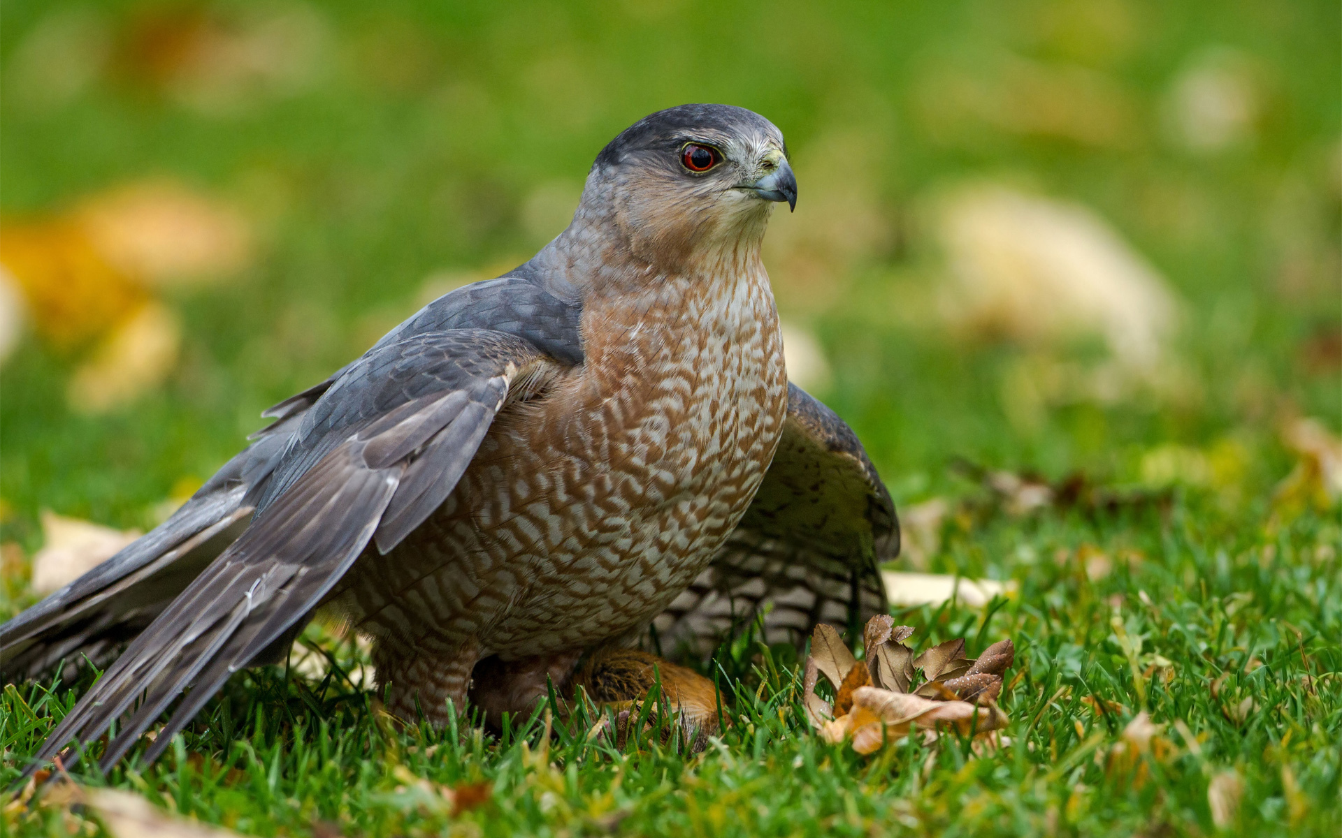 Baixar papel de parede para celular de Falcão, Aves, Animais gratuito.