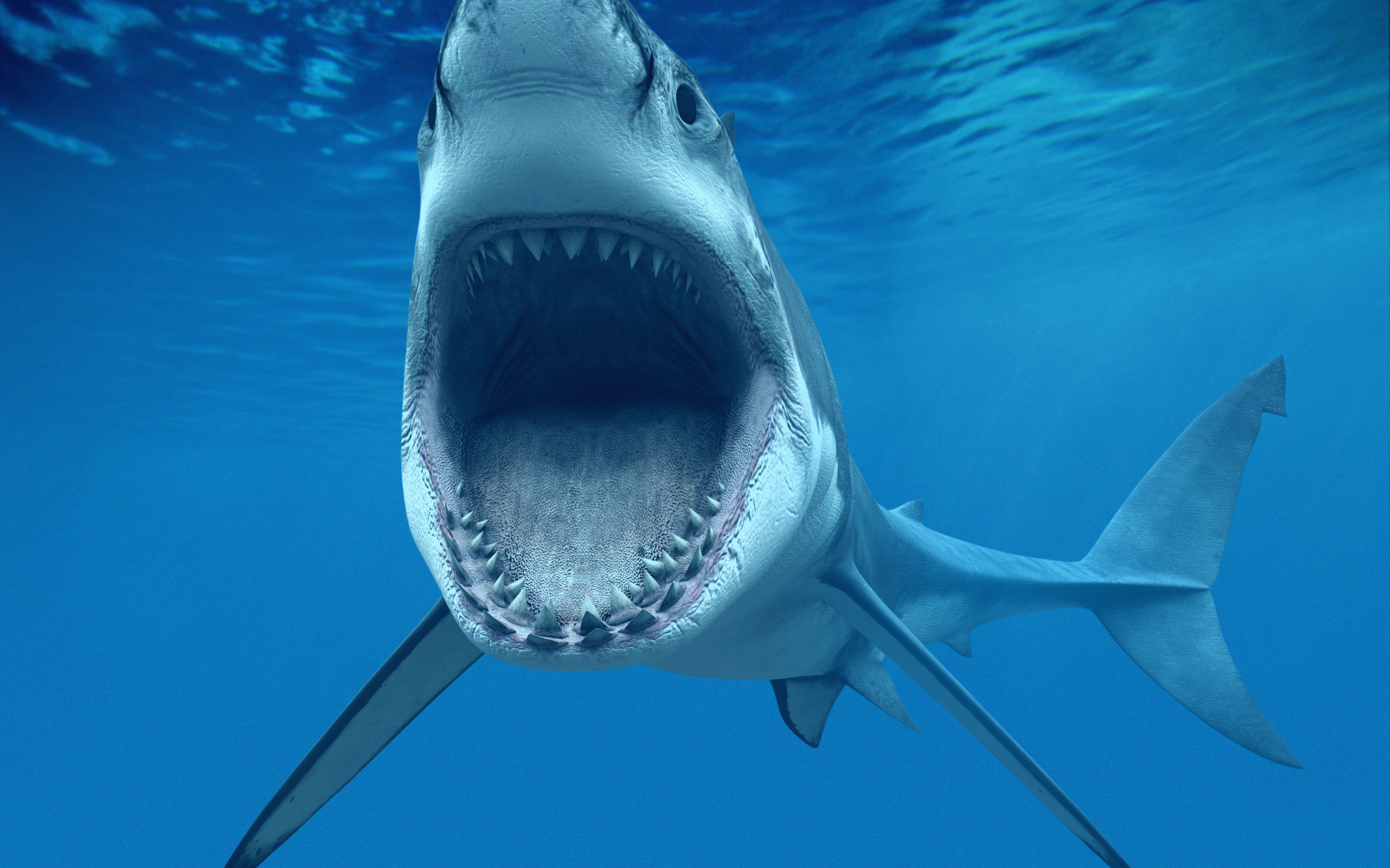 282714 descargar imagen animales, tiburón, tiburones: fondos de pantalla y protectores de pantalla gratis