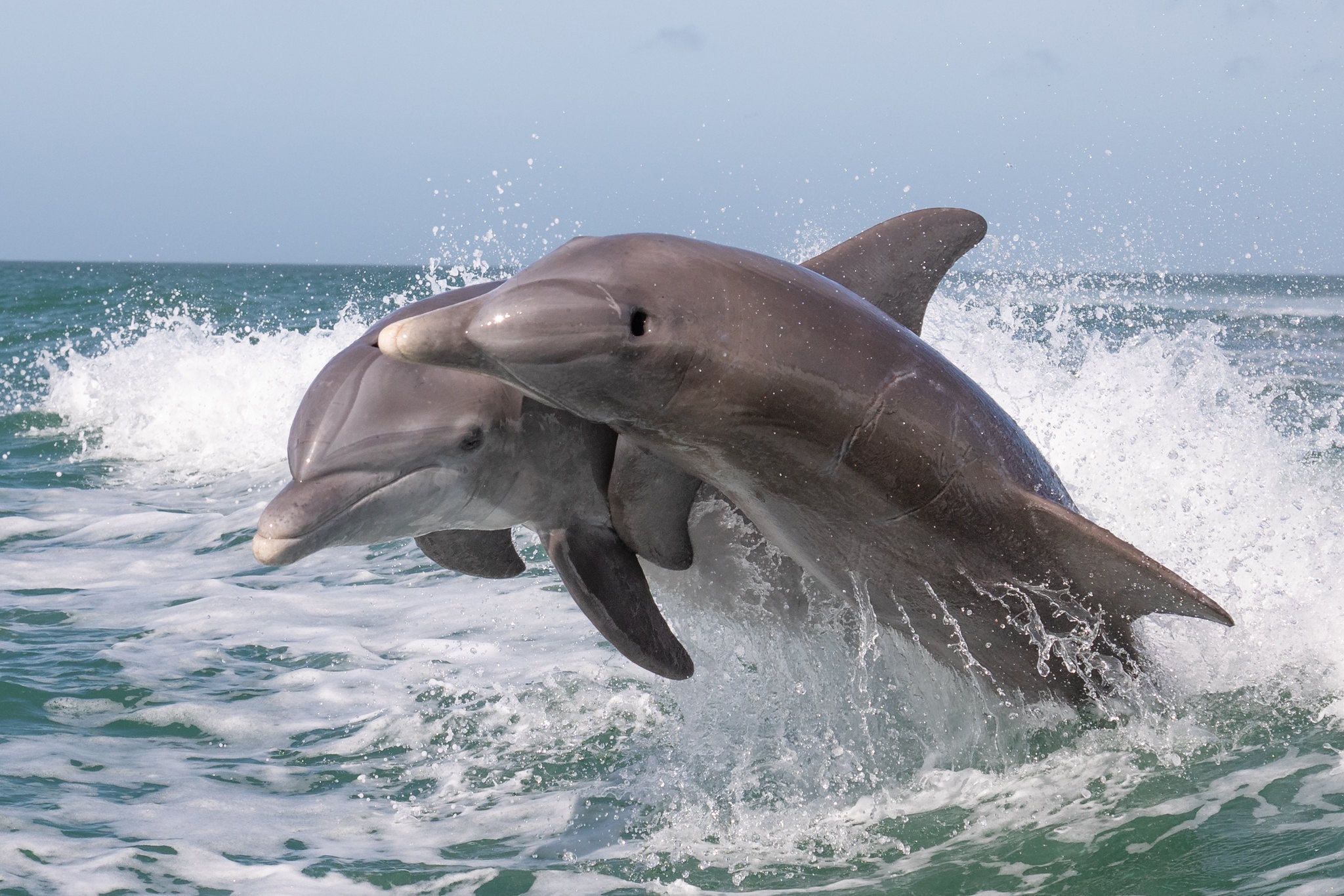 Скачать картинку Животные, Океан, Дельфин в телефон бесплатно.