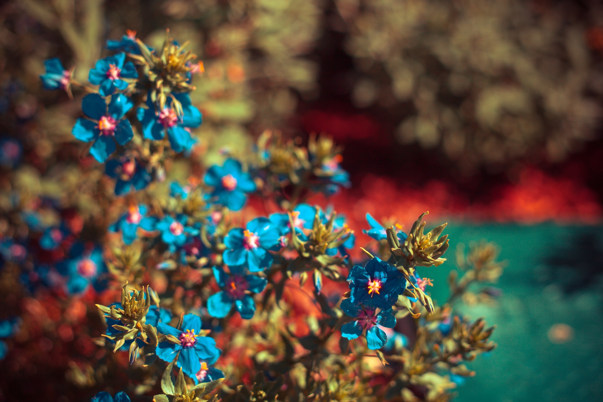 Descarga gratuita de fondo de pantalla para móvil de Flores, Florecer, Tierra/naturaleza.