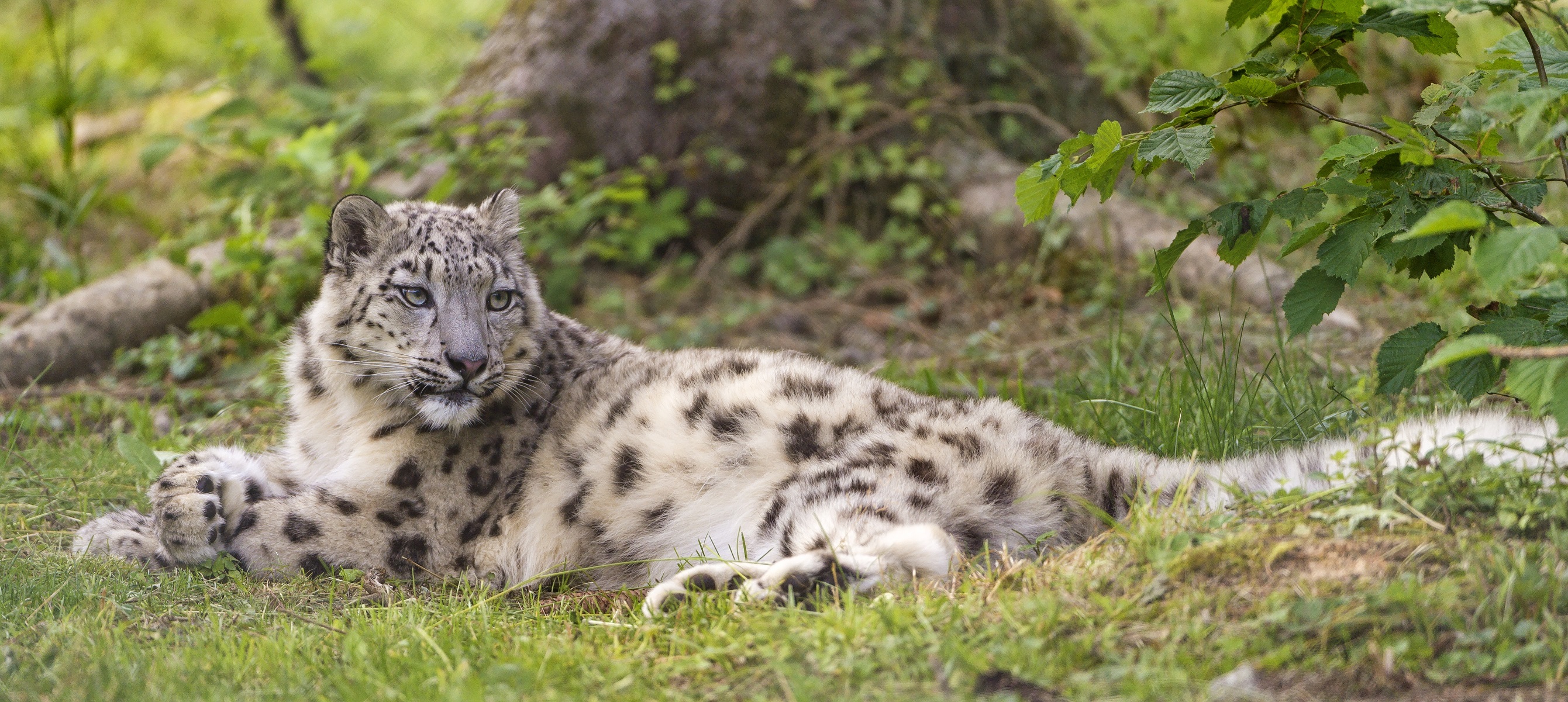 Laden Sie das Tiere, Katzen, Schneeleopard, Ausruhen-Bild kostenlos auf Ihren PC-Desktop herunter