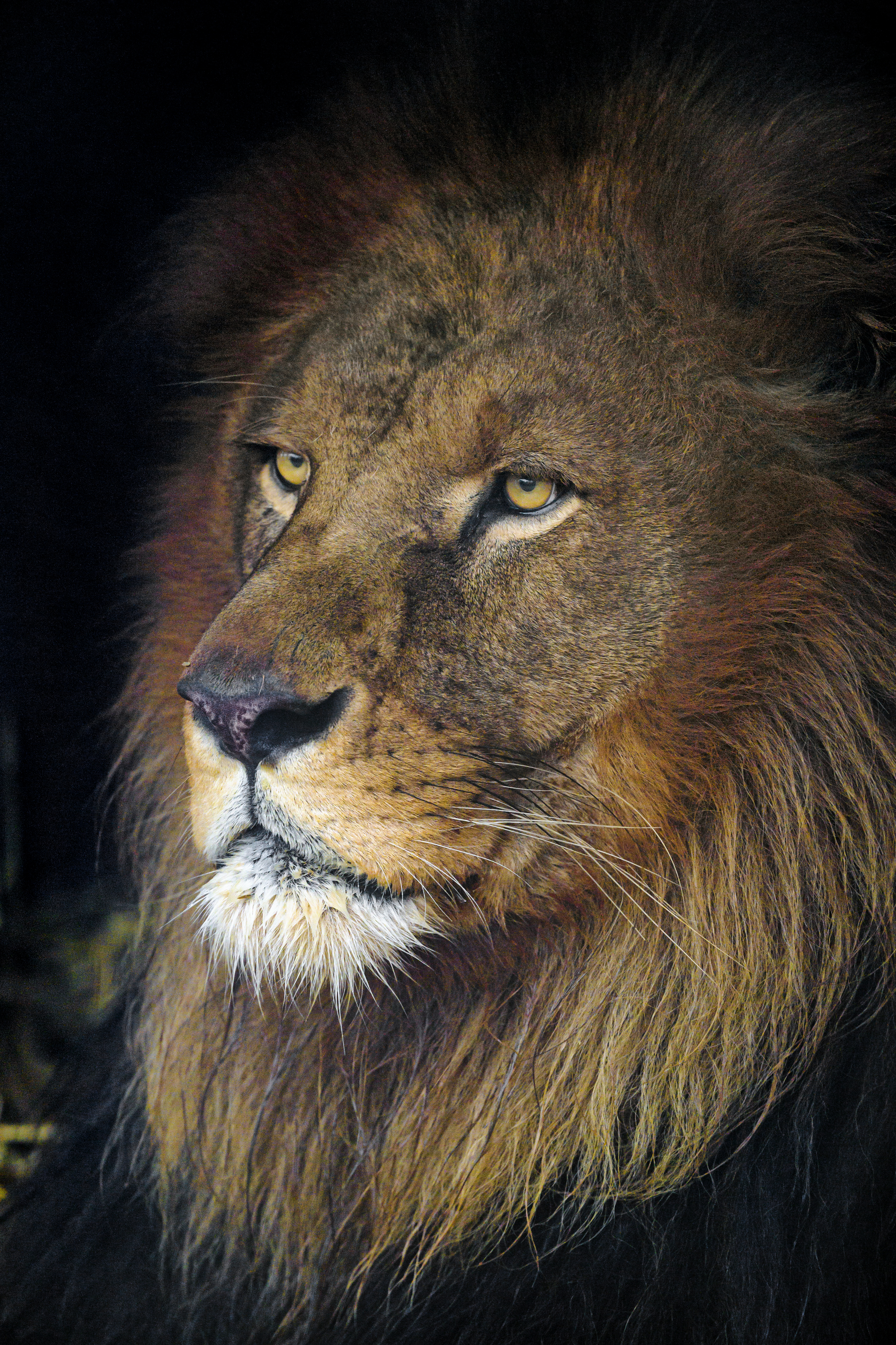 無料モバイル壁紙動物, ライオン, プレデター, 視力, 意見, 頭, 獣の王, 捕食者をダウンロードします。