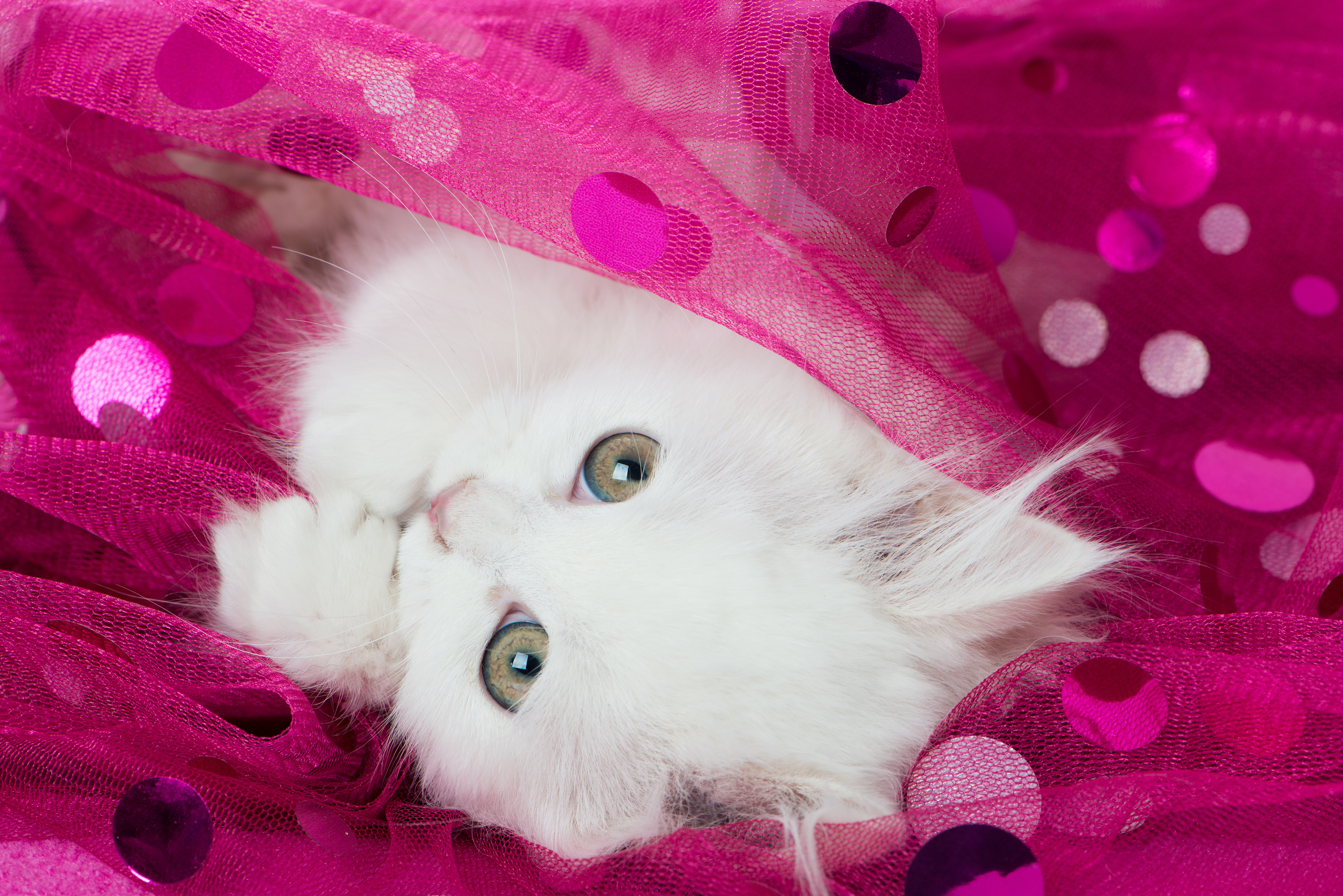 animal, cat, close up, cute, fluffy, kitten, white, cats Desktop home screen Wallpaper