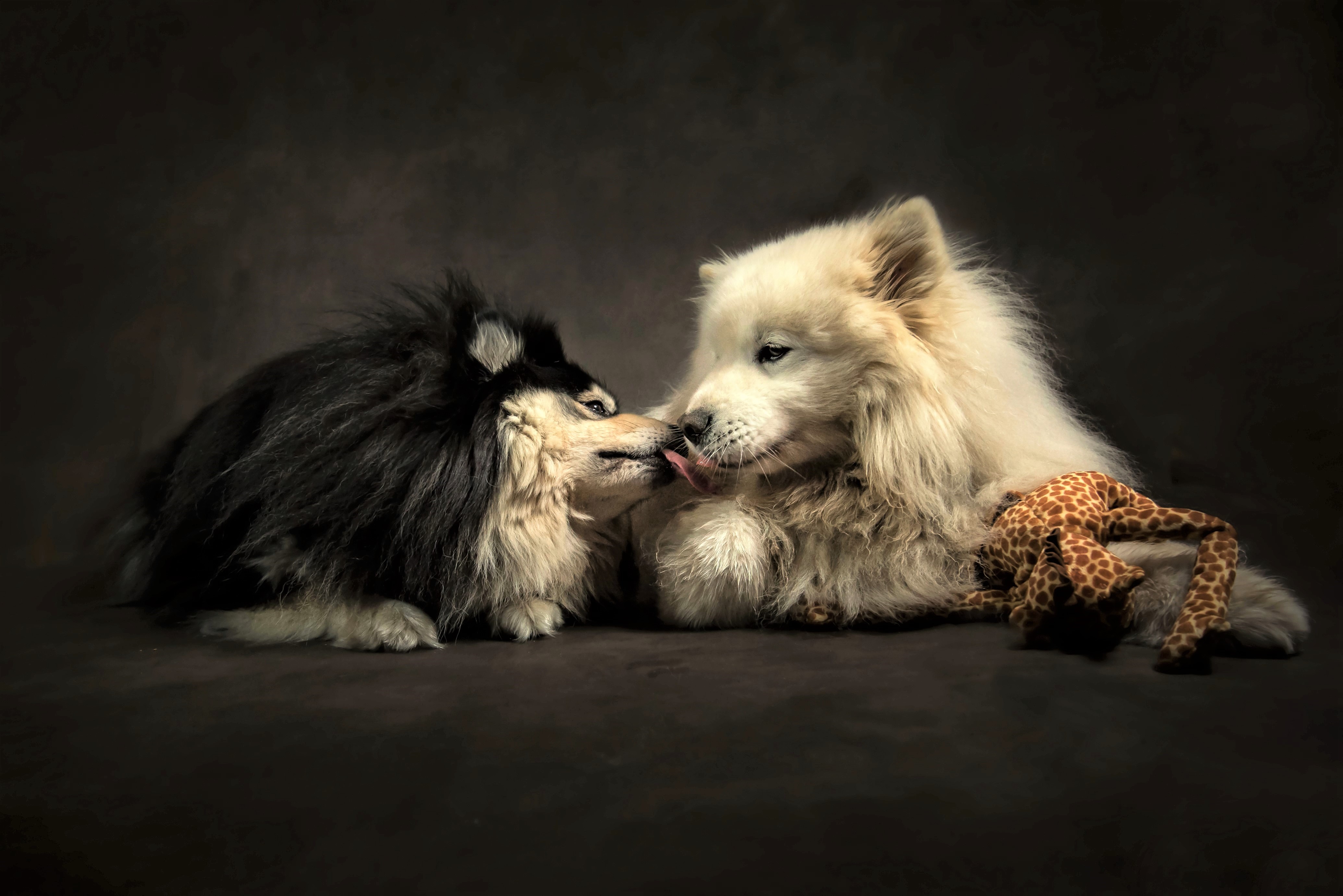 427622 скачать обои собаки, друг, животные, собака, милые, целовать, любовь - заставки и картинки бесплатно