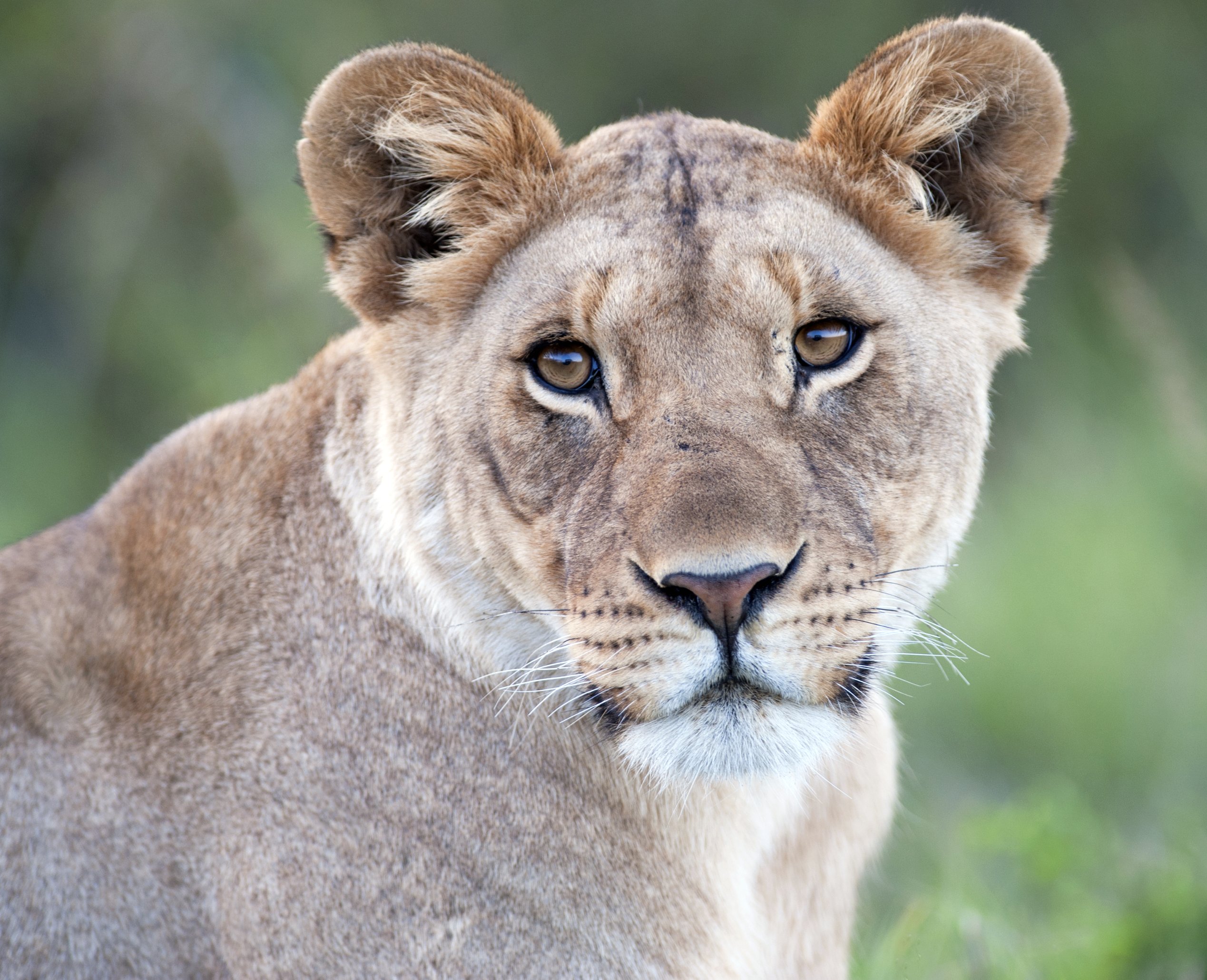 Téléchargez des papiers peints mobile Animaux, Chats, Lion gratuitement.