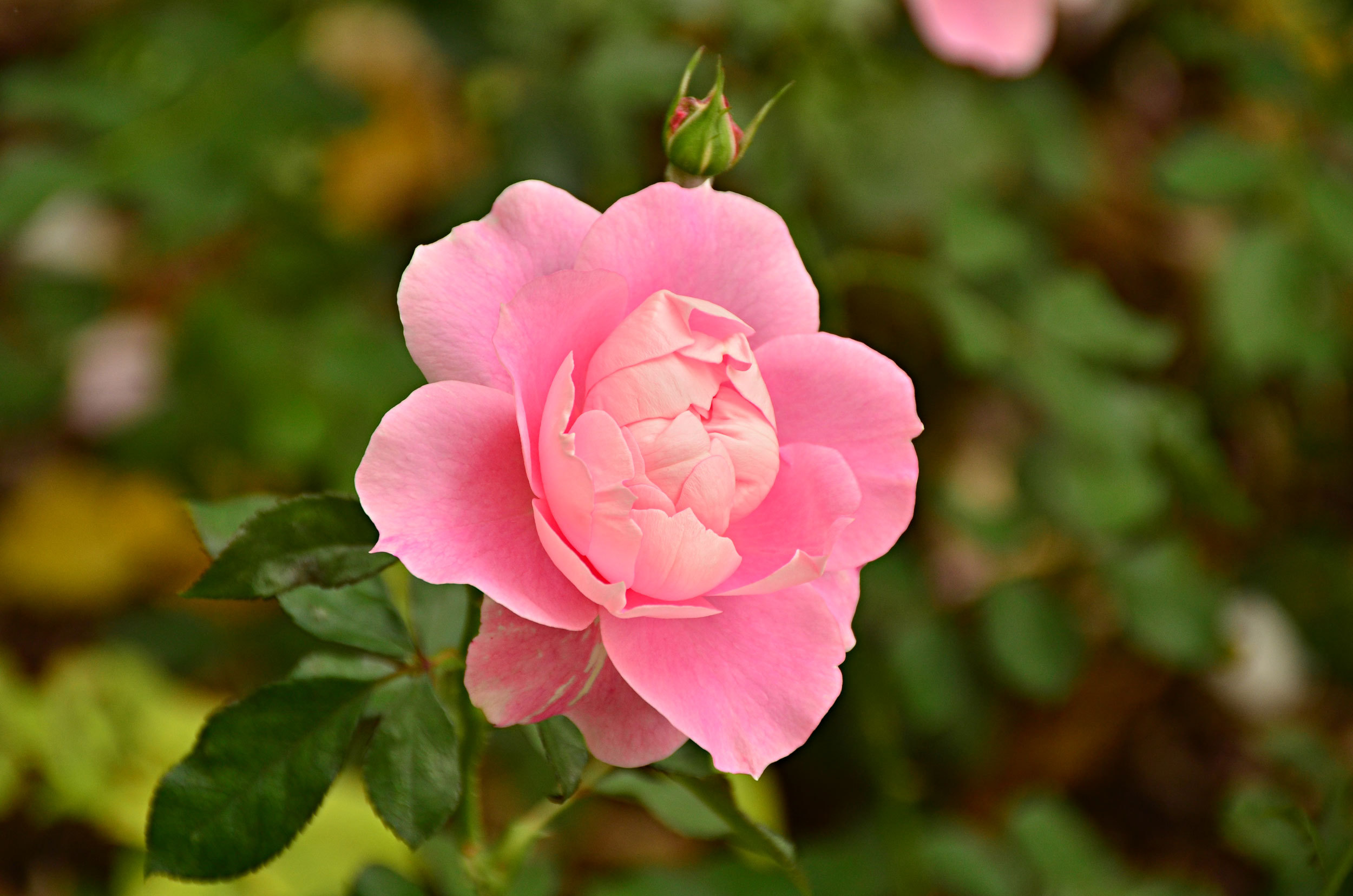 無料モバイル壁紙フラワーズ, 薔薇, 地球をダウンロードします。