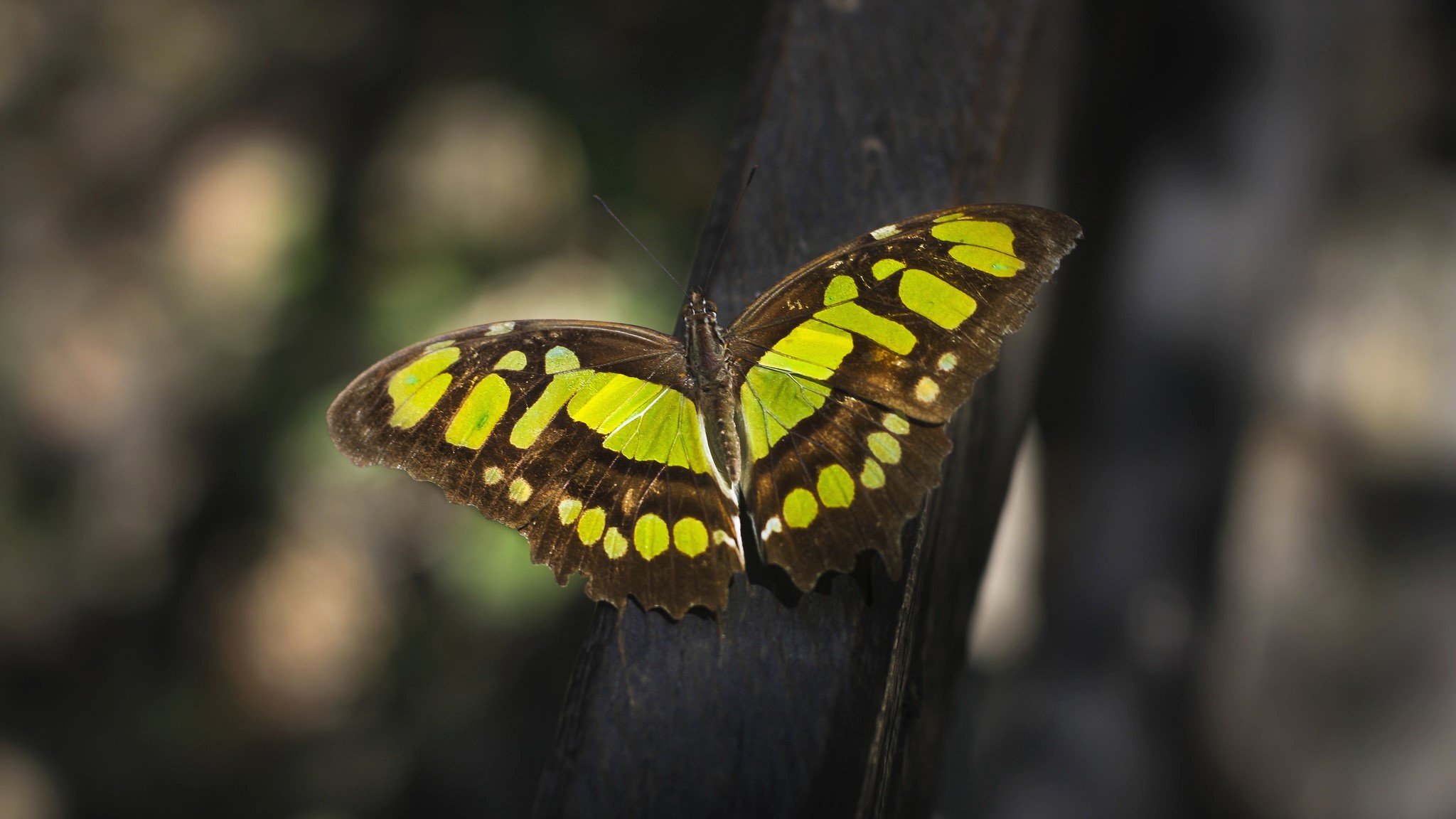 Descarga gratuita de fondo de pantalla para móvil de Animales, Mariposa.