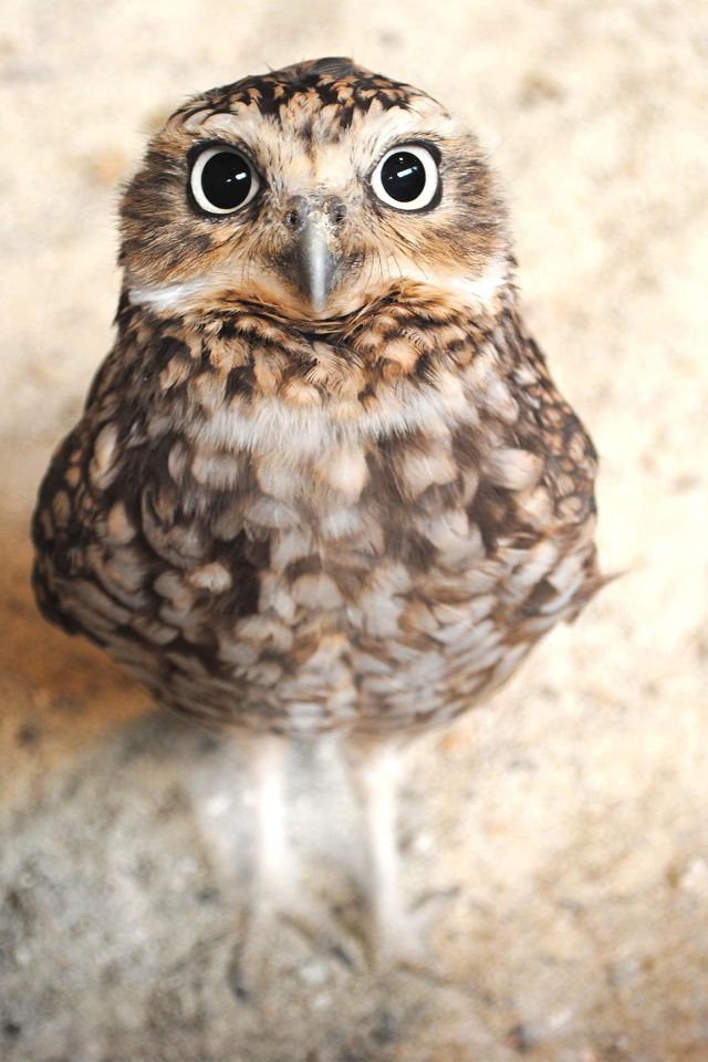 Download mobile wallpaper Birds, Owl, Animal for free.