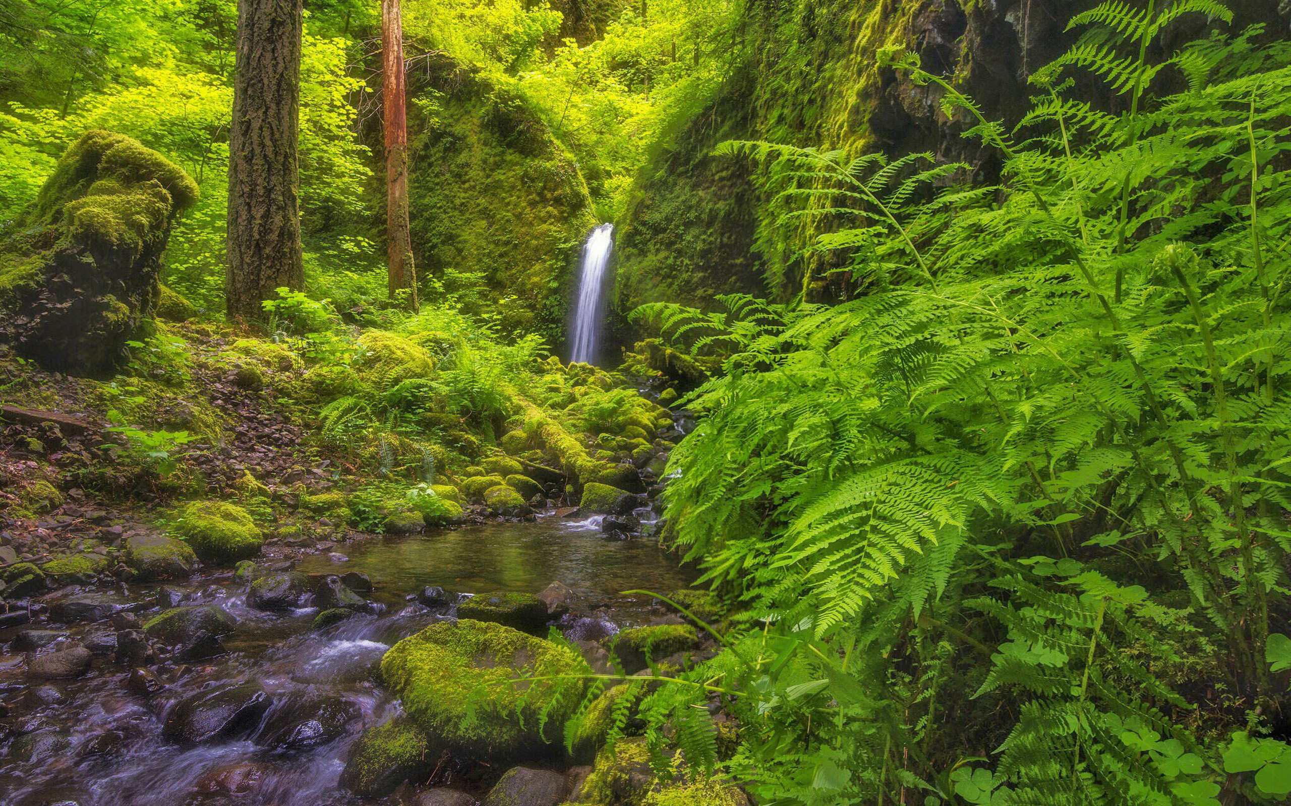 Скачать обои бесплатно Водопады, Водопад, Папоротник, Лес, Зеленый, Земля/природа картинка на рабочий стол ПК