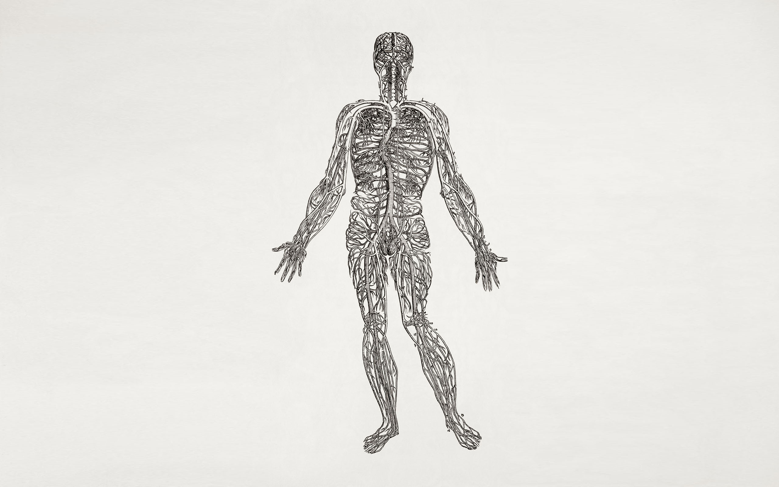 PCデスクトップに芸術的, 解剖学画像を無料でダウンロード