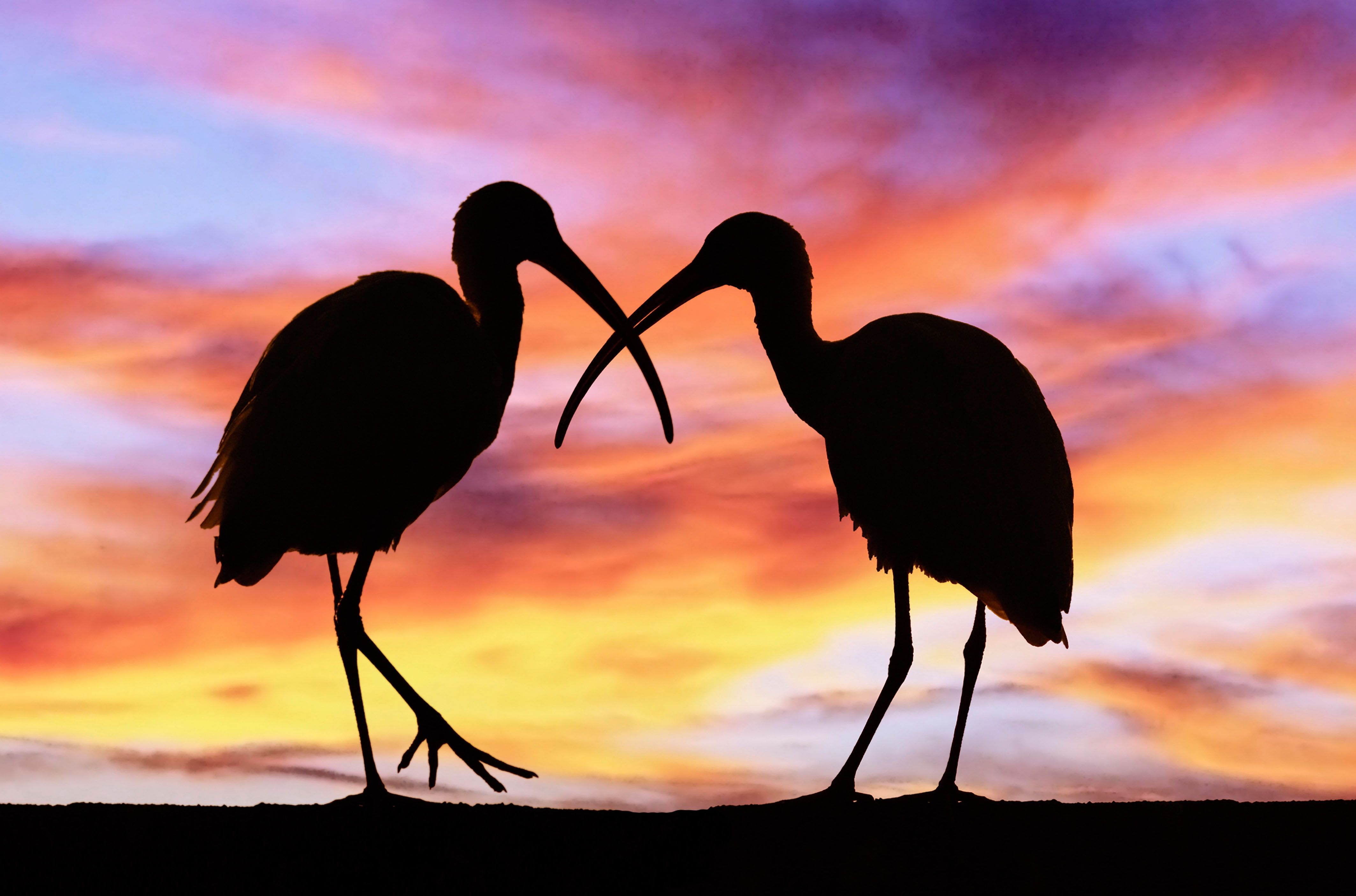 365171 Hintergrundbild herunterladen tiere, ibis, vögel - Bildschirmschoner und Bilder kostenlos