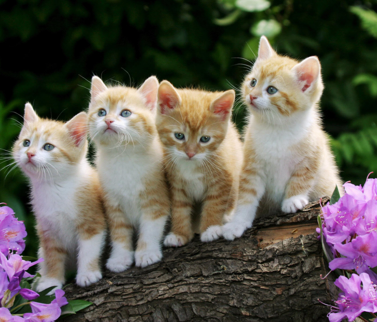 Download mobile wallpaper Cats, Cat, Kitten, Animal, Spring, Cute, Baby Animal for free.