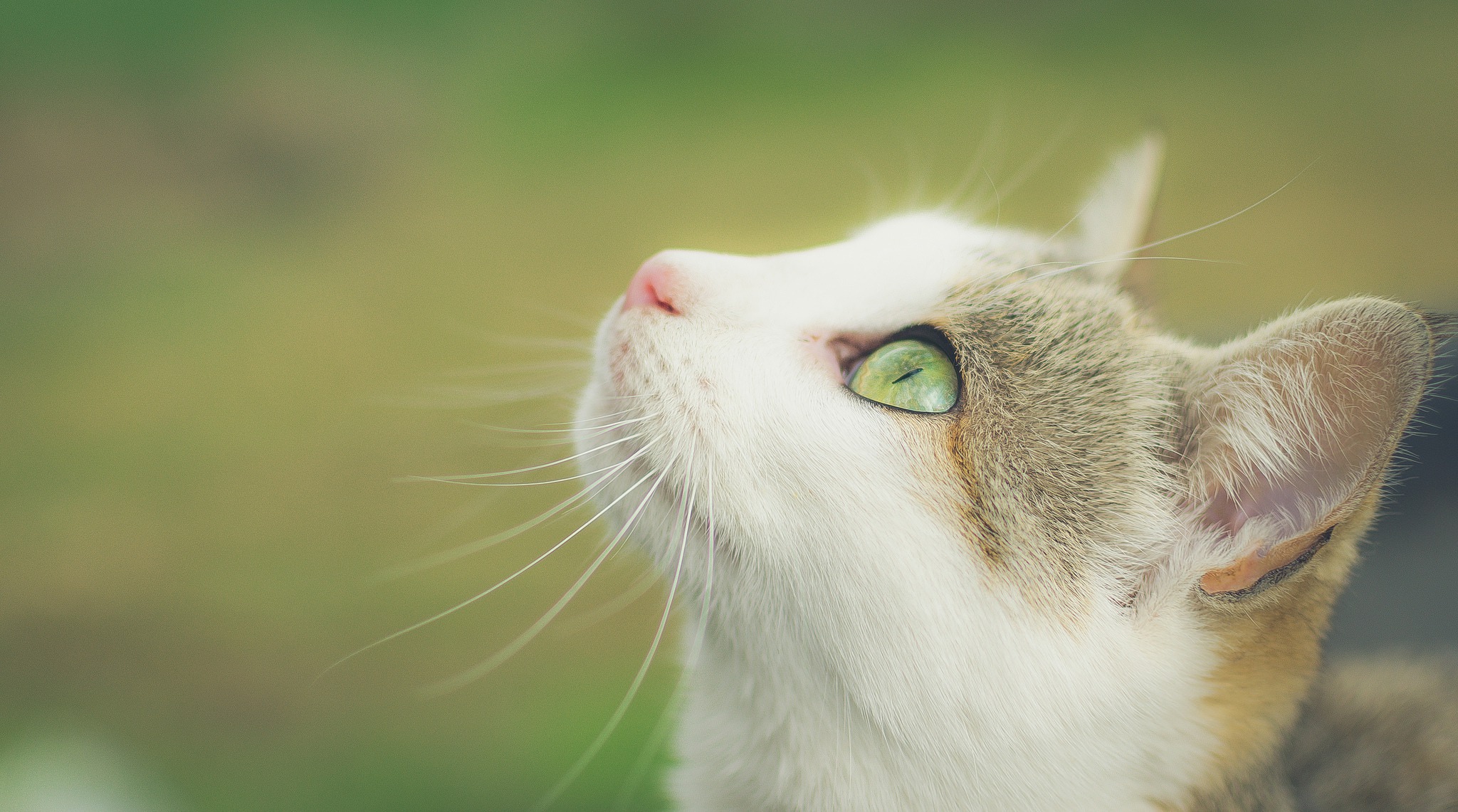 Baixar papel de parede para celular de Animais, Gatos, Gato gratuito.