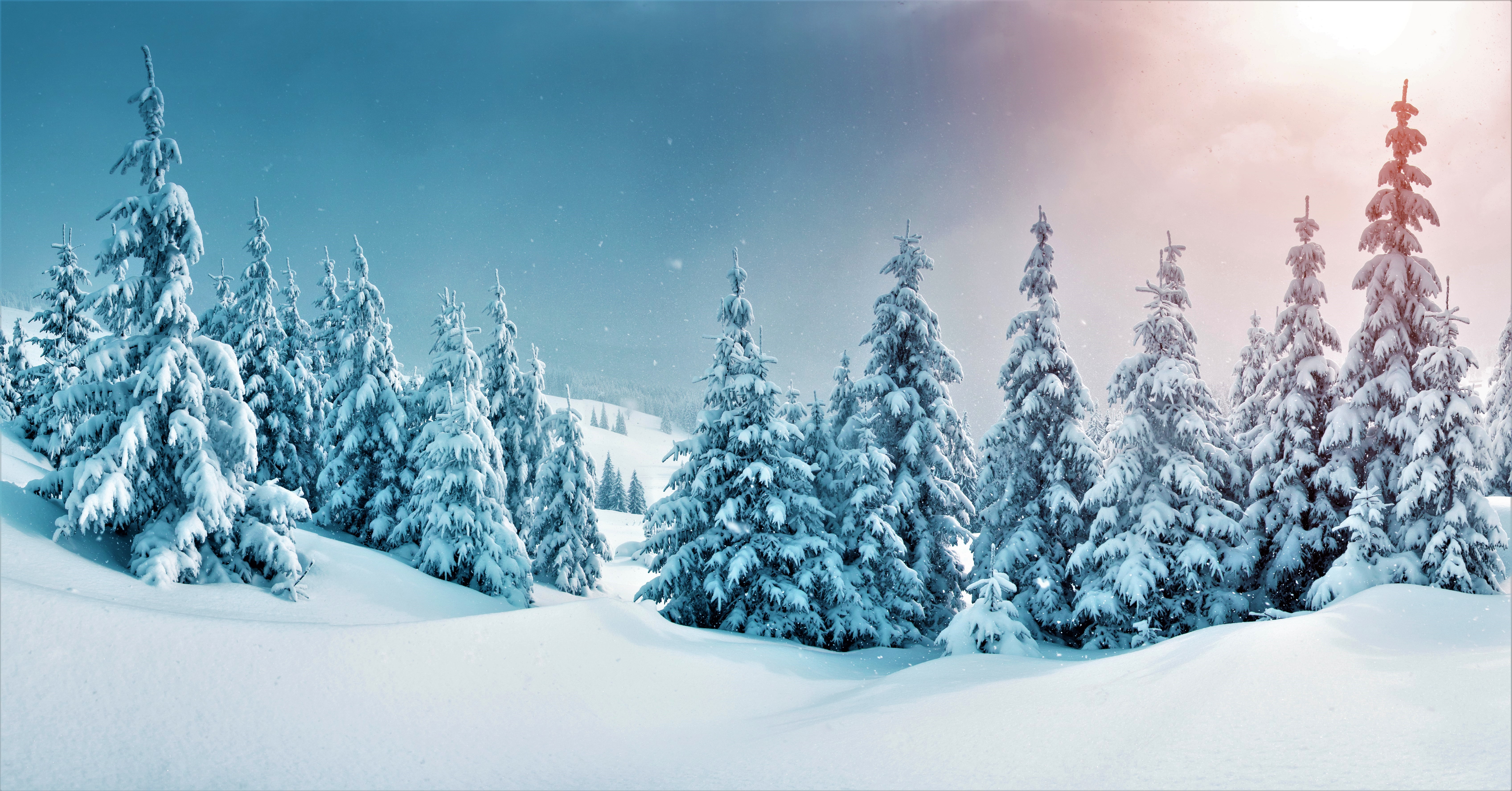 Download mobile wallpaper Winter, Snow, Forest, Tree, Earth for free.