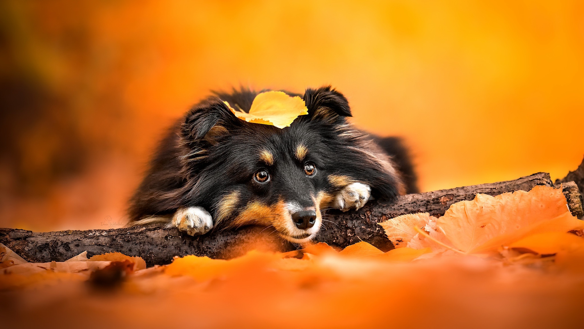 Téléchargez des papiers peints mobile Animaux, Chiens, Chien gratuitement.