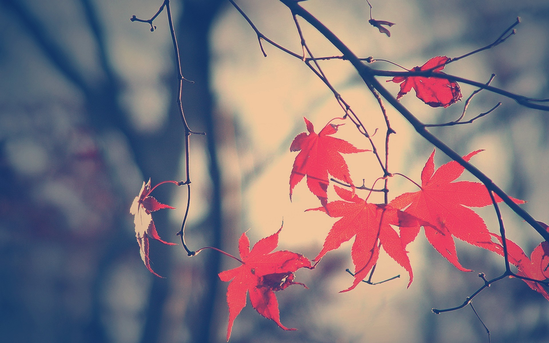 Download mobile wallpaper Leaf, Fall, Branch, Earth for free.