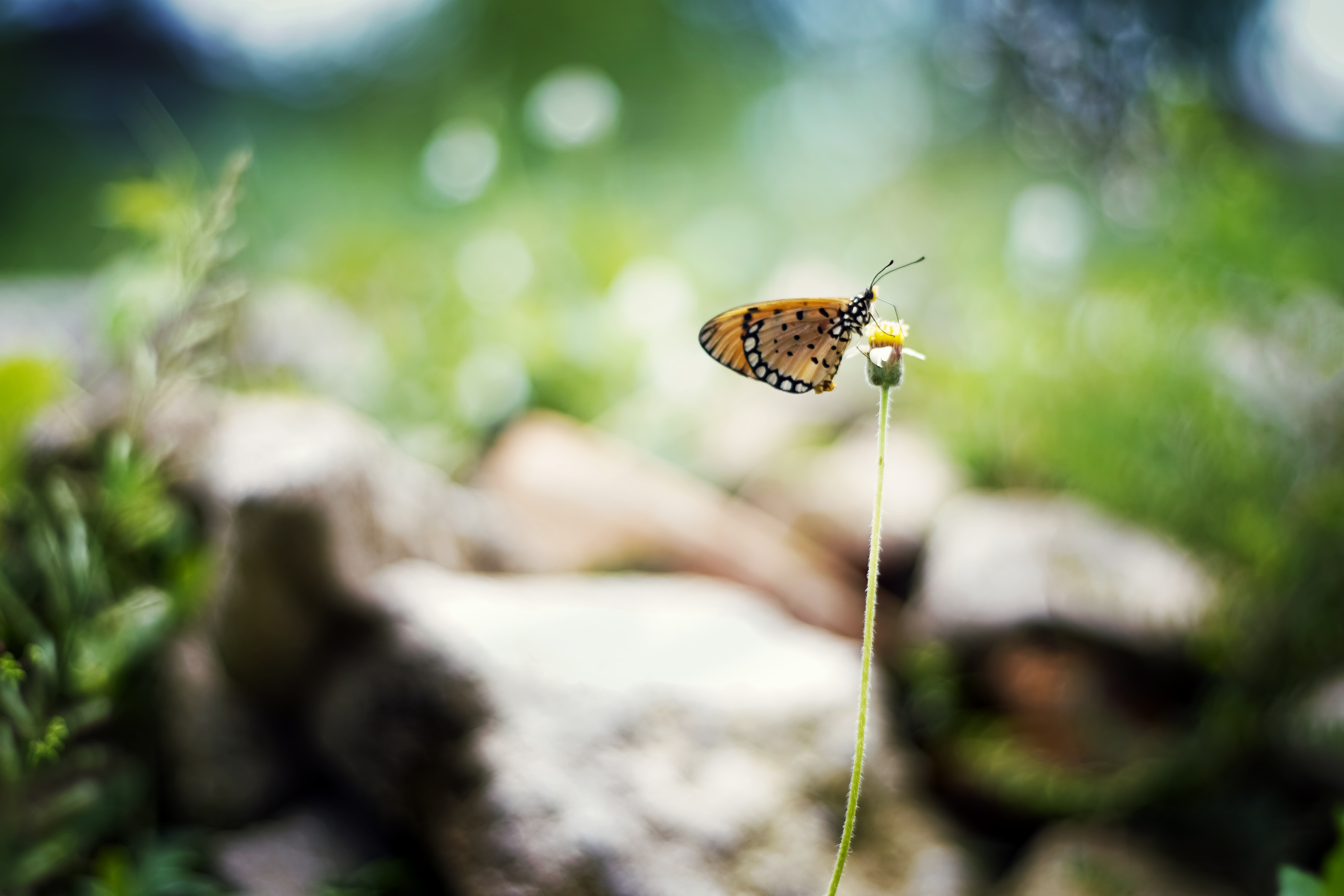 Download mobile wallpaper Insect, Butterfly, Animal, Bokeh for free.