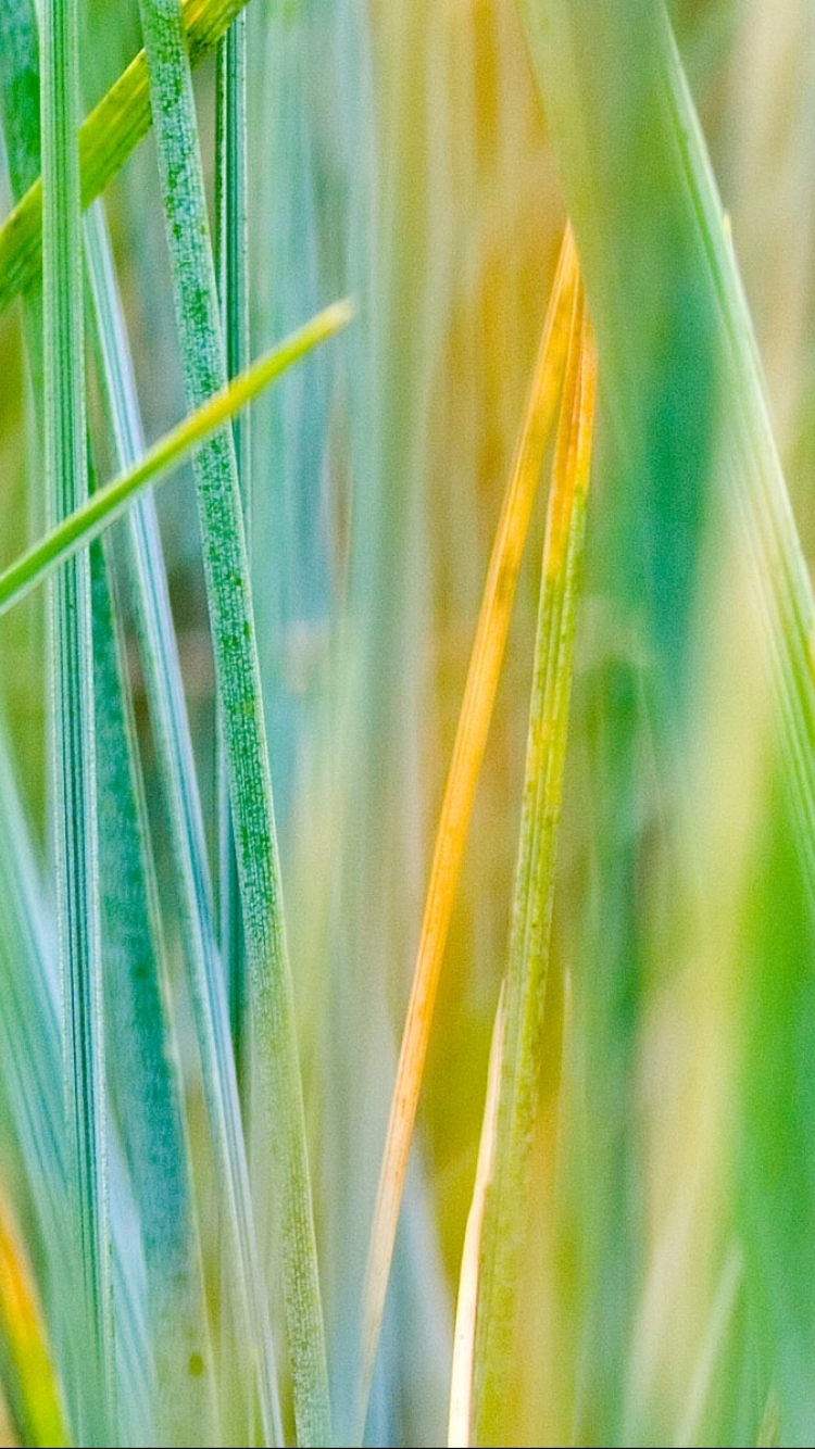 Download mobile wallpaper Grass, Earth for free.