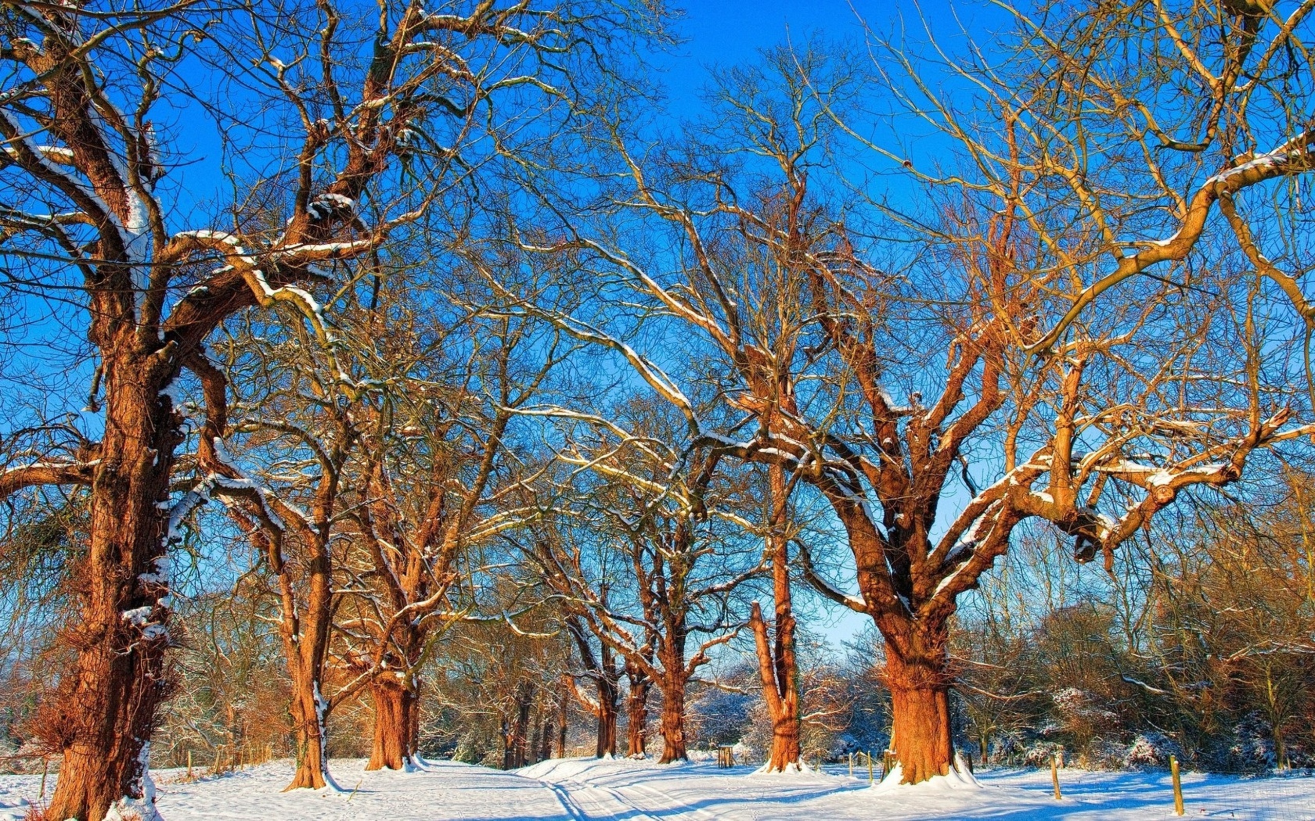 Handy-Wallpaper Bäume, Baum, Erde/natur kostenlos herunterladen.