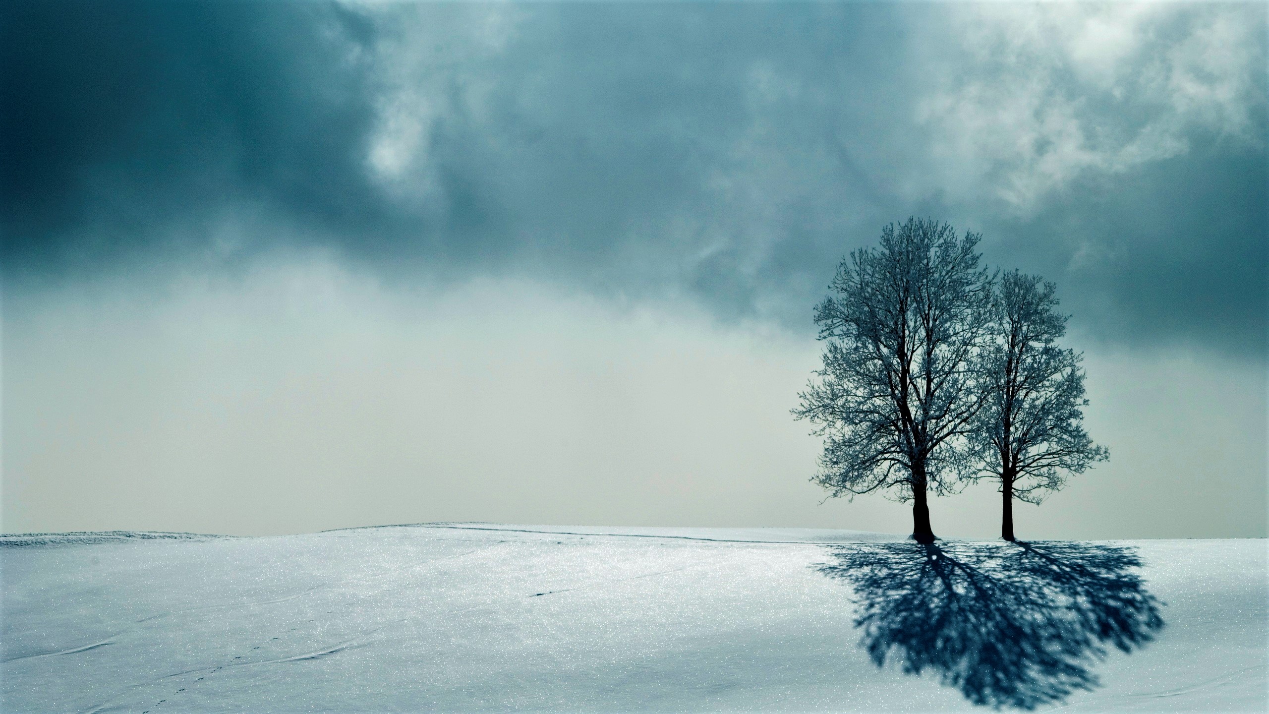 earth, winter, shadow, snow, tree