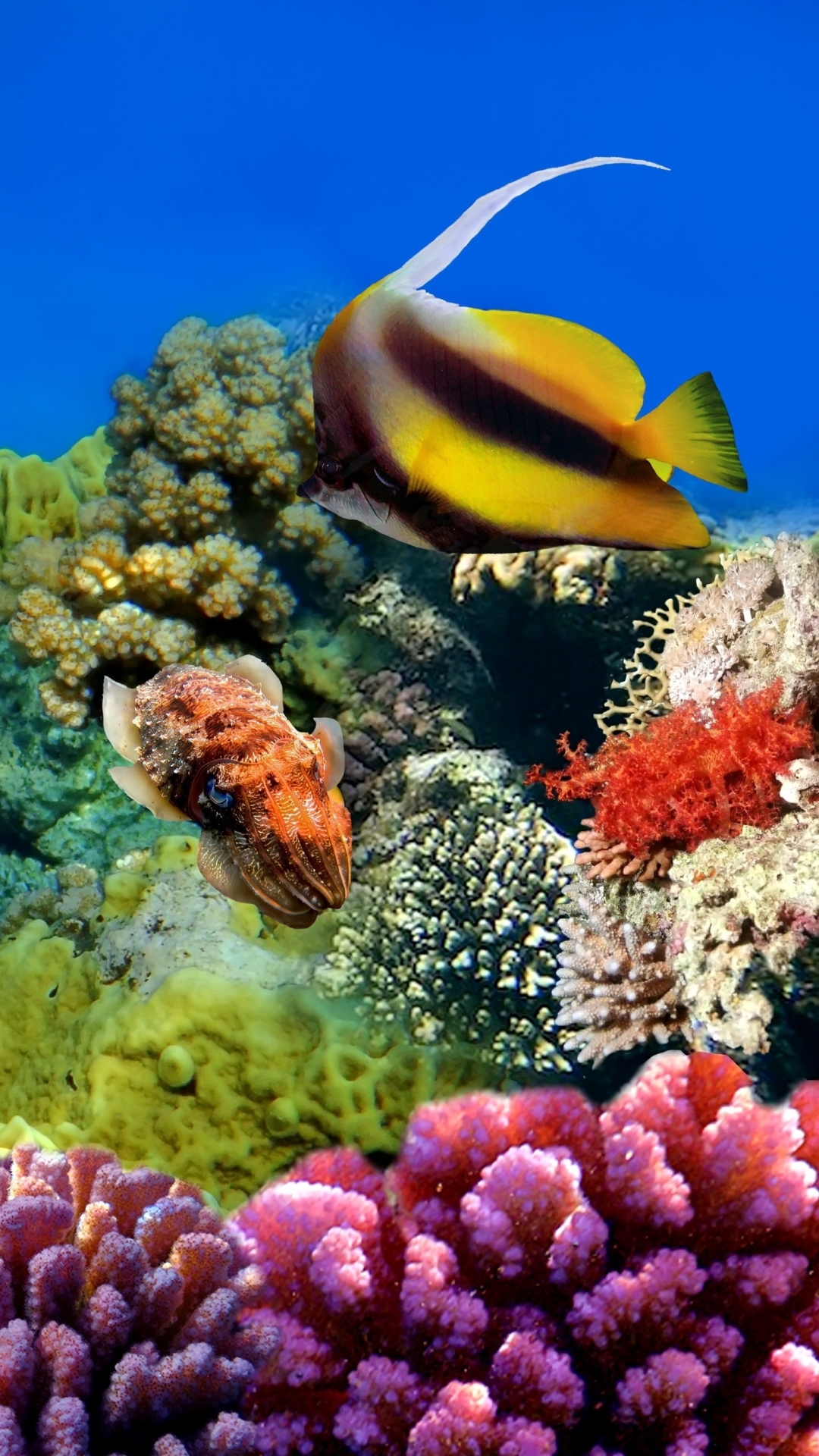 1133335壁紙のダウンロード動物, 魚, サンゴ礁, チョウチョウウオ, 水中, 魚類-スクリーンセーバーと写真を無料で