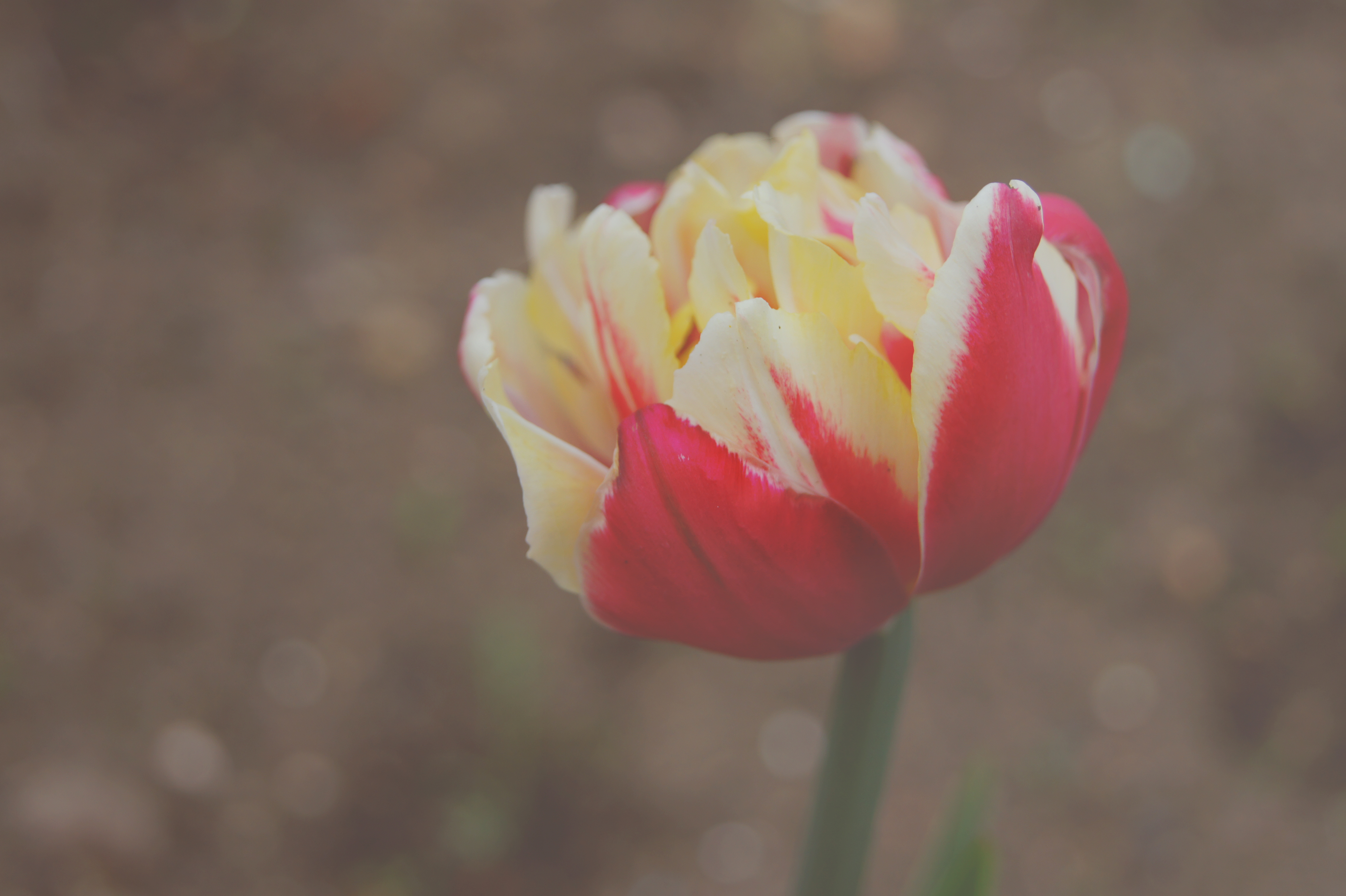 Download mobile wallpaper Flowers, Flower, Close Up, Earth, Tulip for free.