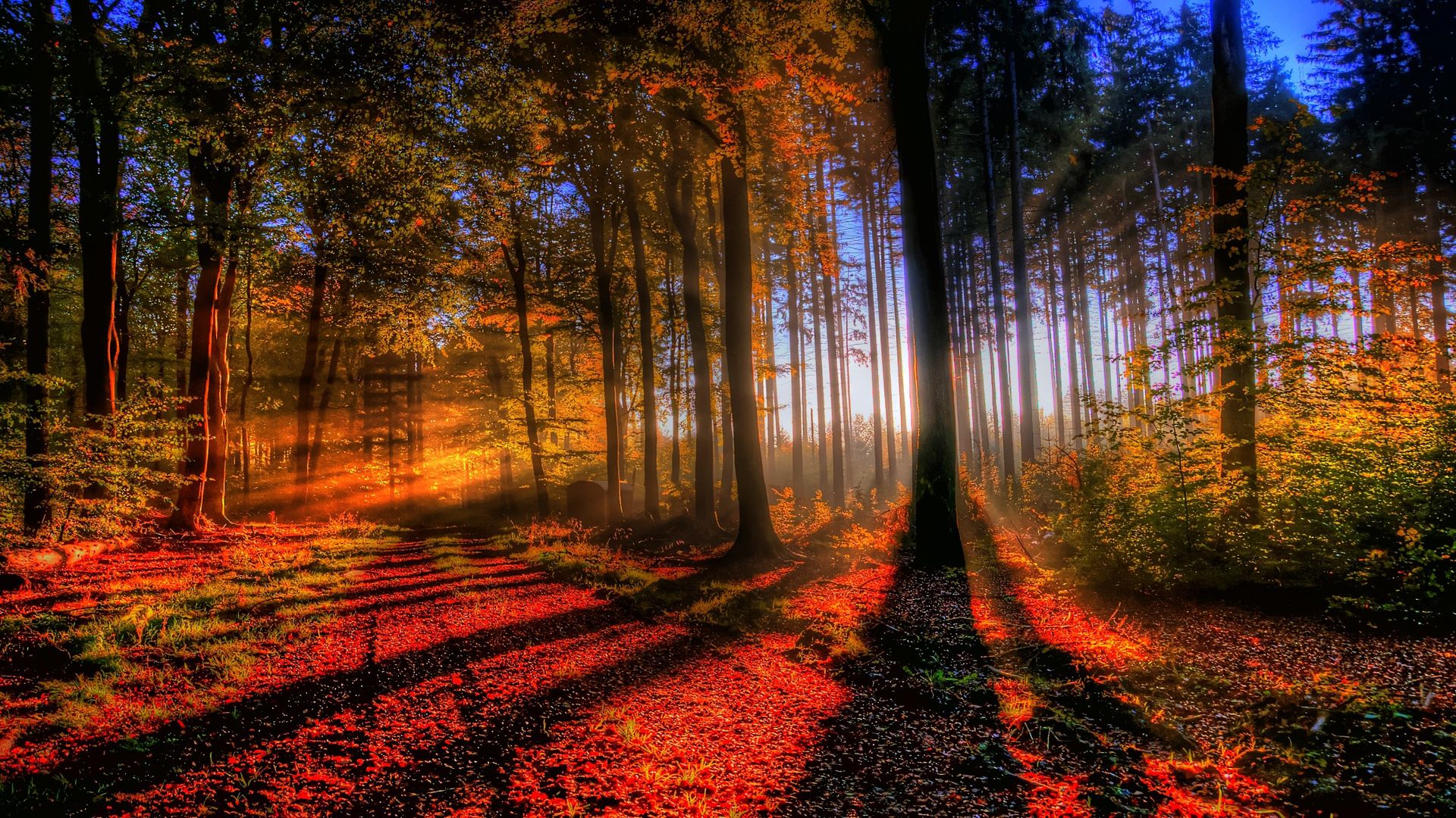 1460473 descargar fondo de pantalla naturaleza, colores, otoño, tierra/naturaleza, bosque, rayo de sol, árbol: protectores de pantalla e imágenes gratis