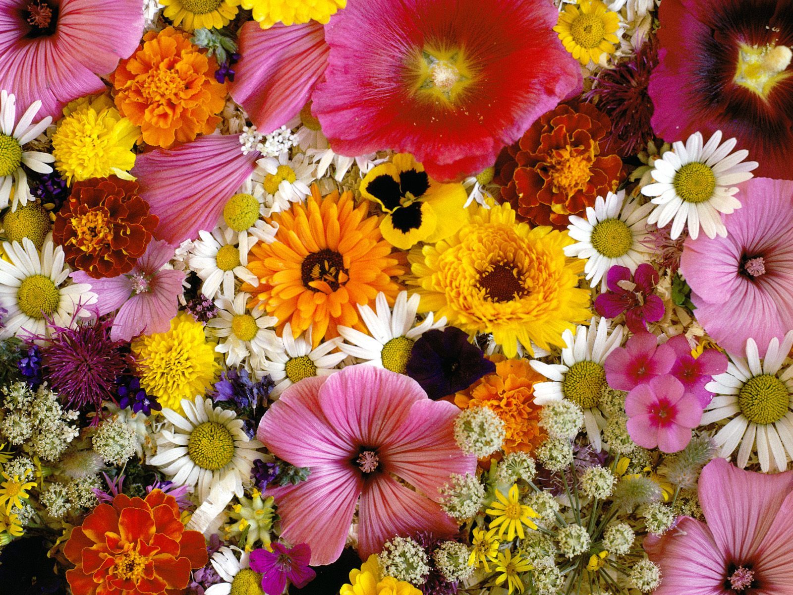man made, flower, close up, colorful, colors, daisy, hibiscus, marigold, pink flower, white flower, yellow flower
