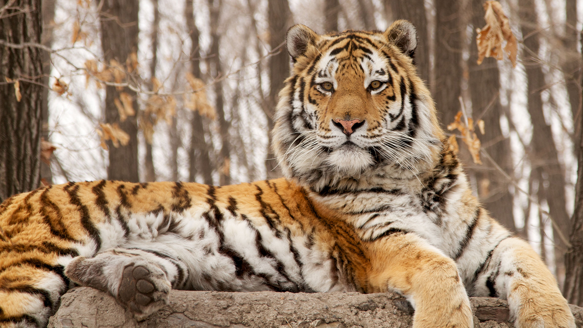 Descarga gratuita de fondo de pantalla para móvil de Animales, Gatos, Tigre.