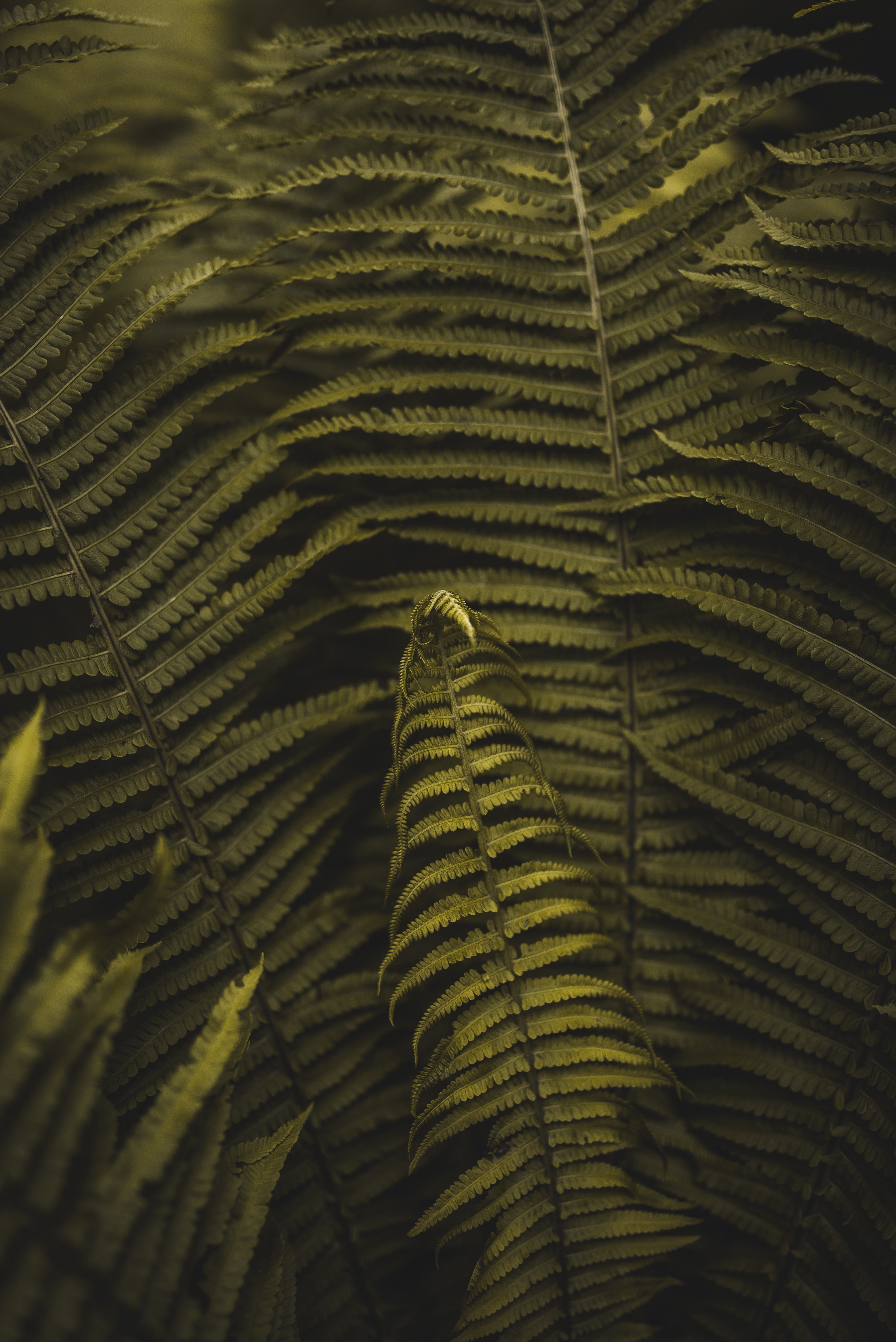 Download mobile wallpaper Branches, Macro, Fern, Leaves, Plant for free.