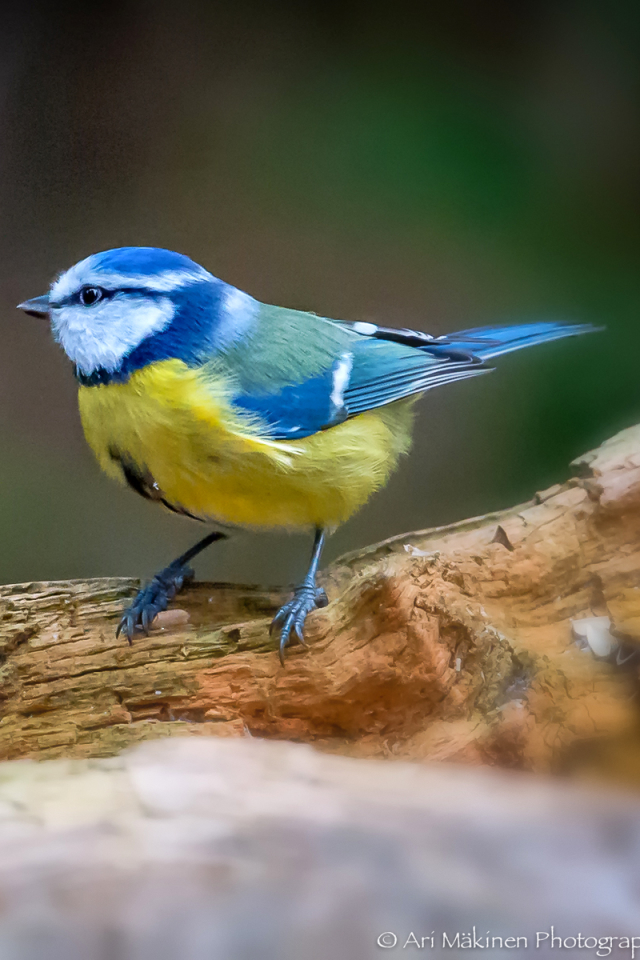 Baixar papel de parede para celular de Animais, Aves, Chapim Real gratuito.