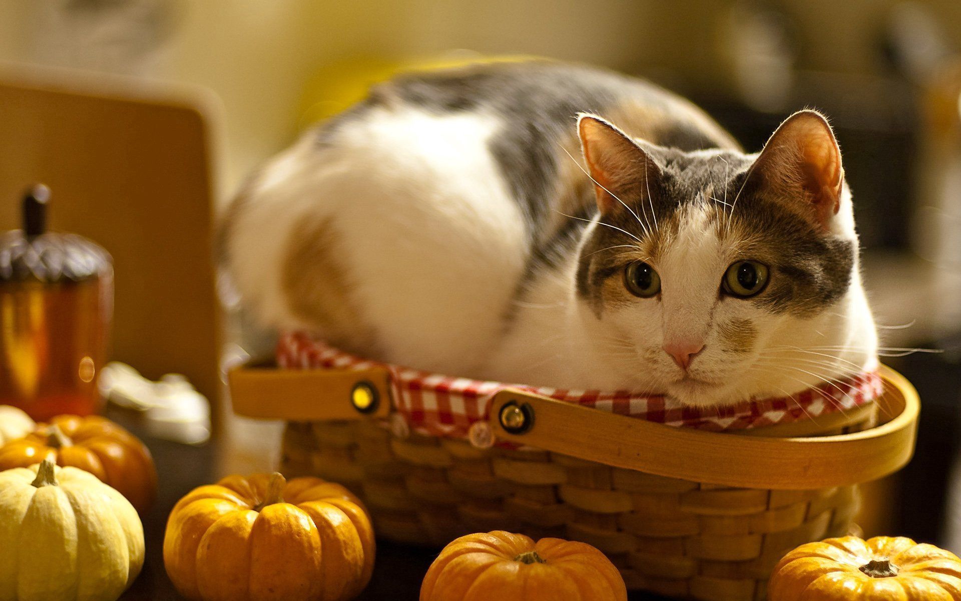 pumpkin, animals, cat, to lie down, lie, basket, curiosity