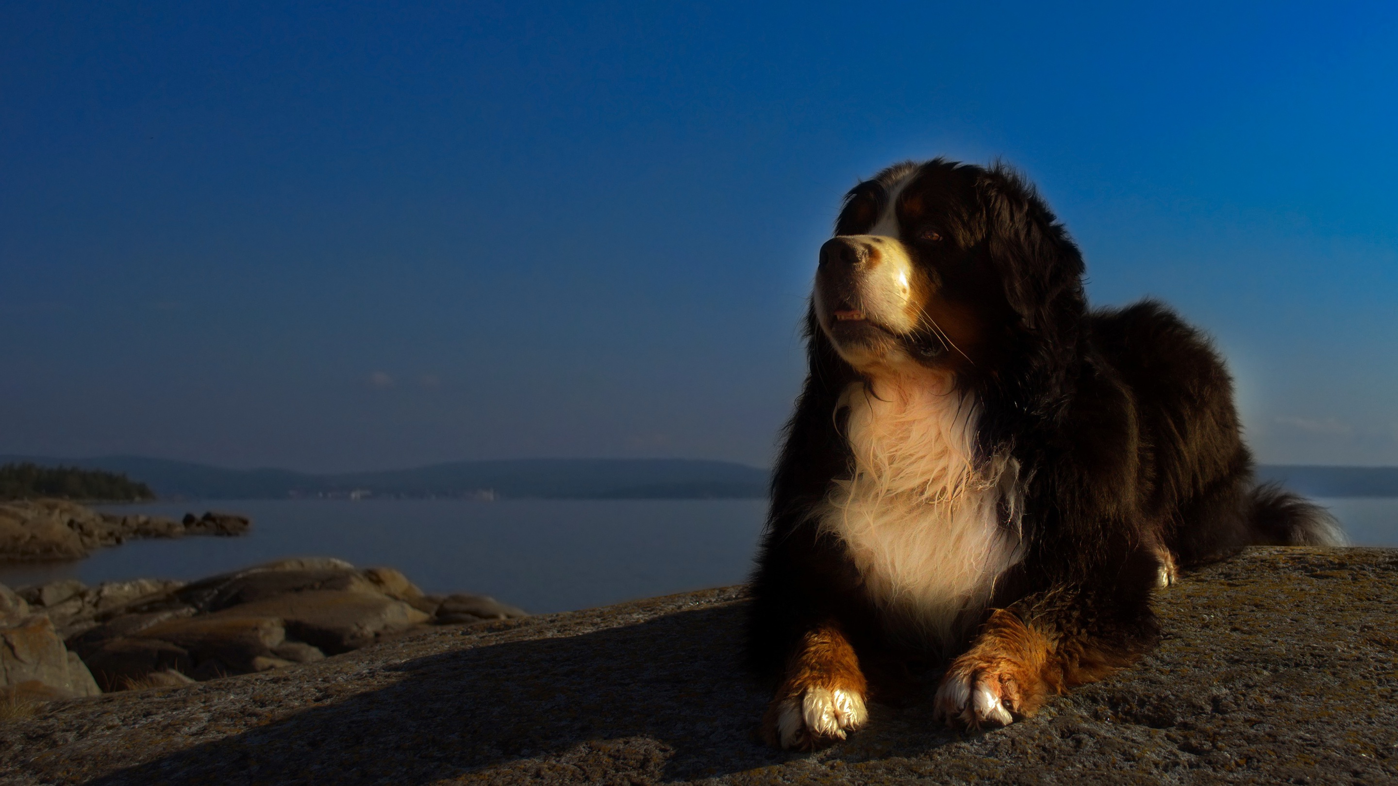 Free download wallpaper Dogs, Animal, Bernese Mountain Dog on your PC desktop