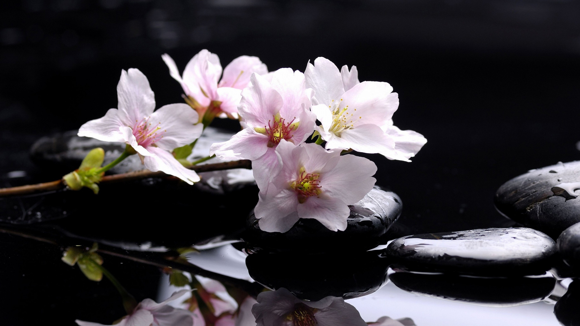 Download mobile wallpaper Flower, Blossom, Man Made for free.