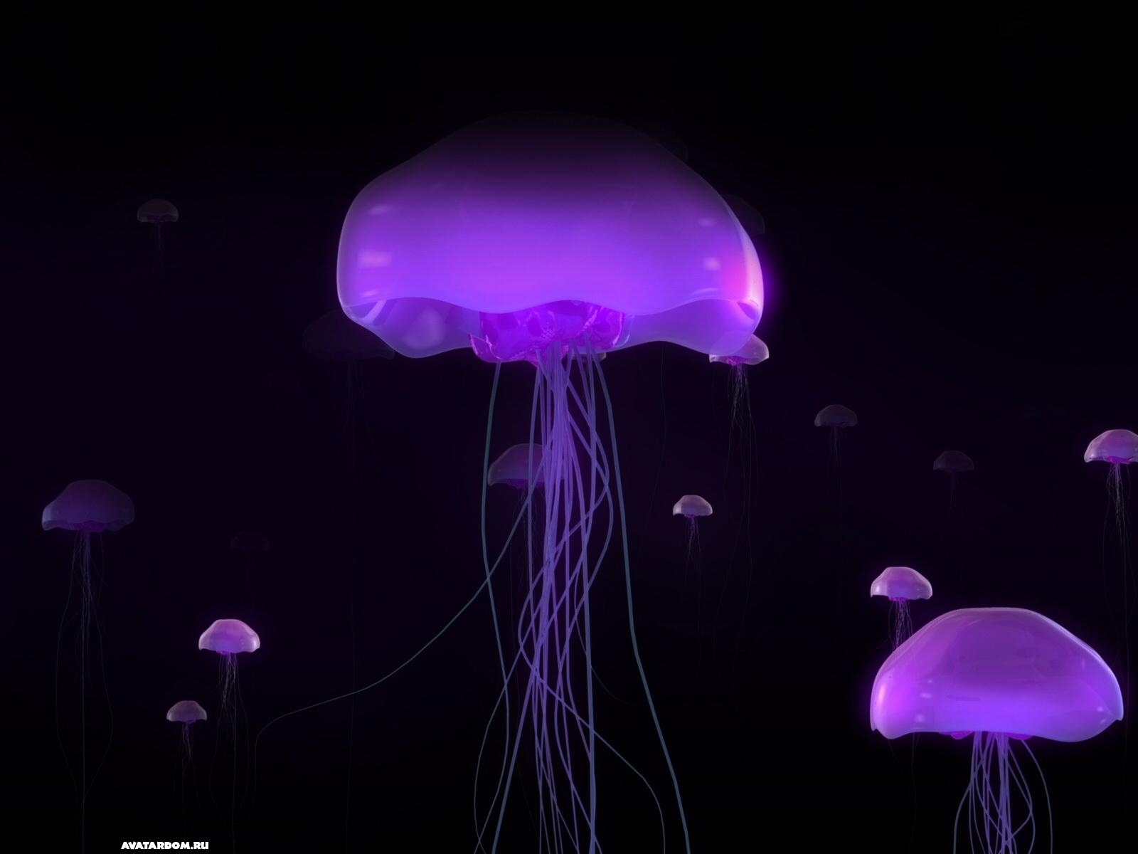 Free download wallpaper Animals, Jellyfish, Sea on your PC desktop