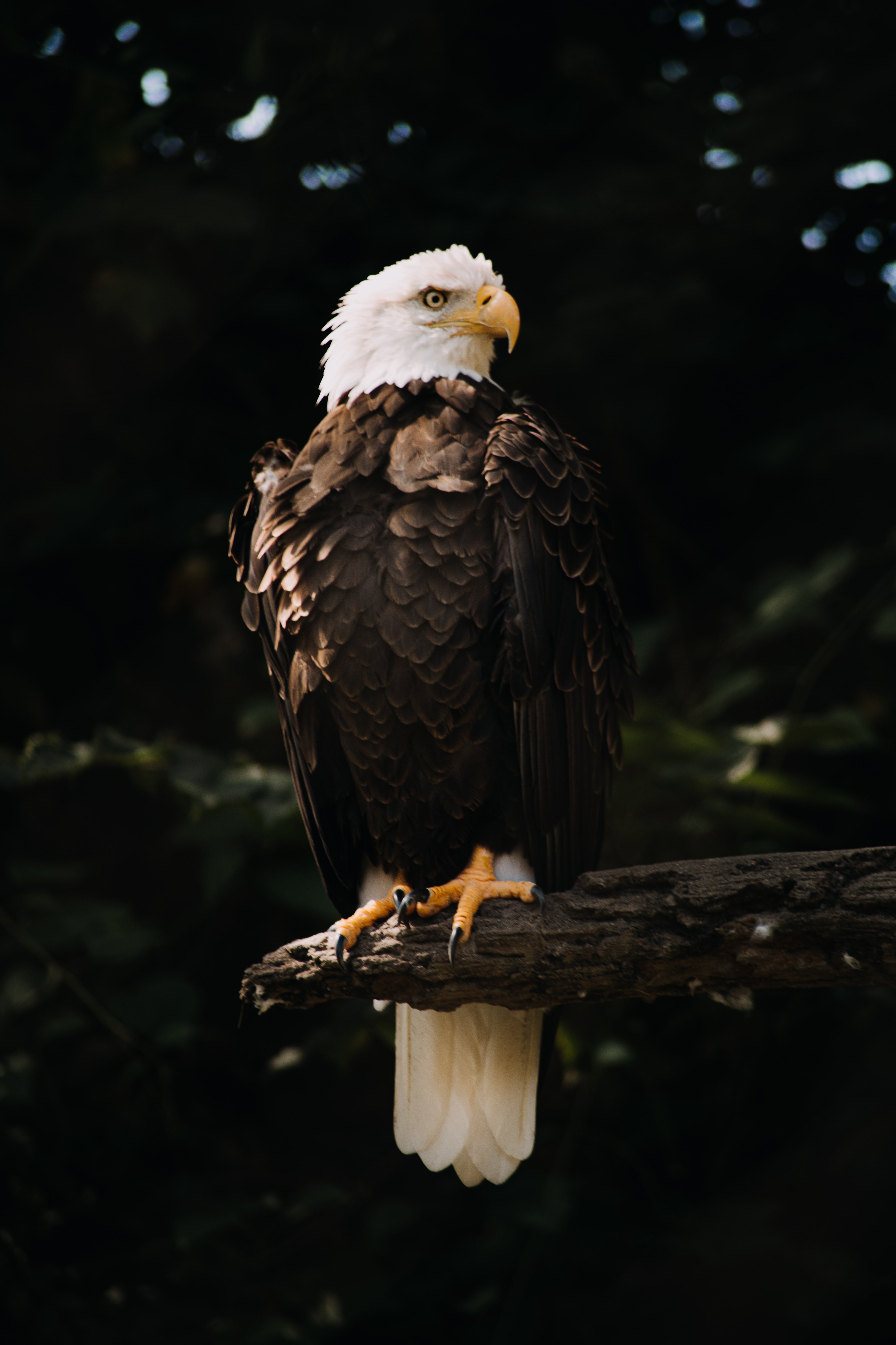 bald eagle, white headed eagle, animals, bird, wood, tree, predator, sight, opinion, eagle